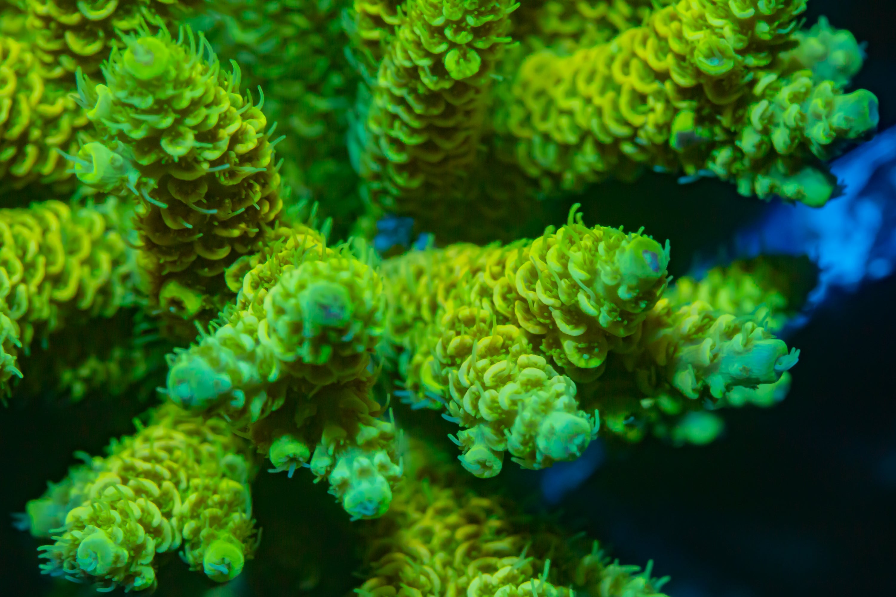 Light Green Tenuous Acropora SPS Coral Reef Lounge USA 