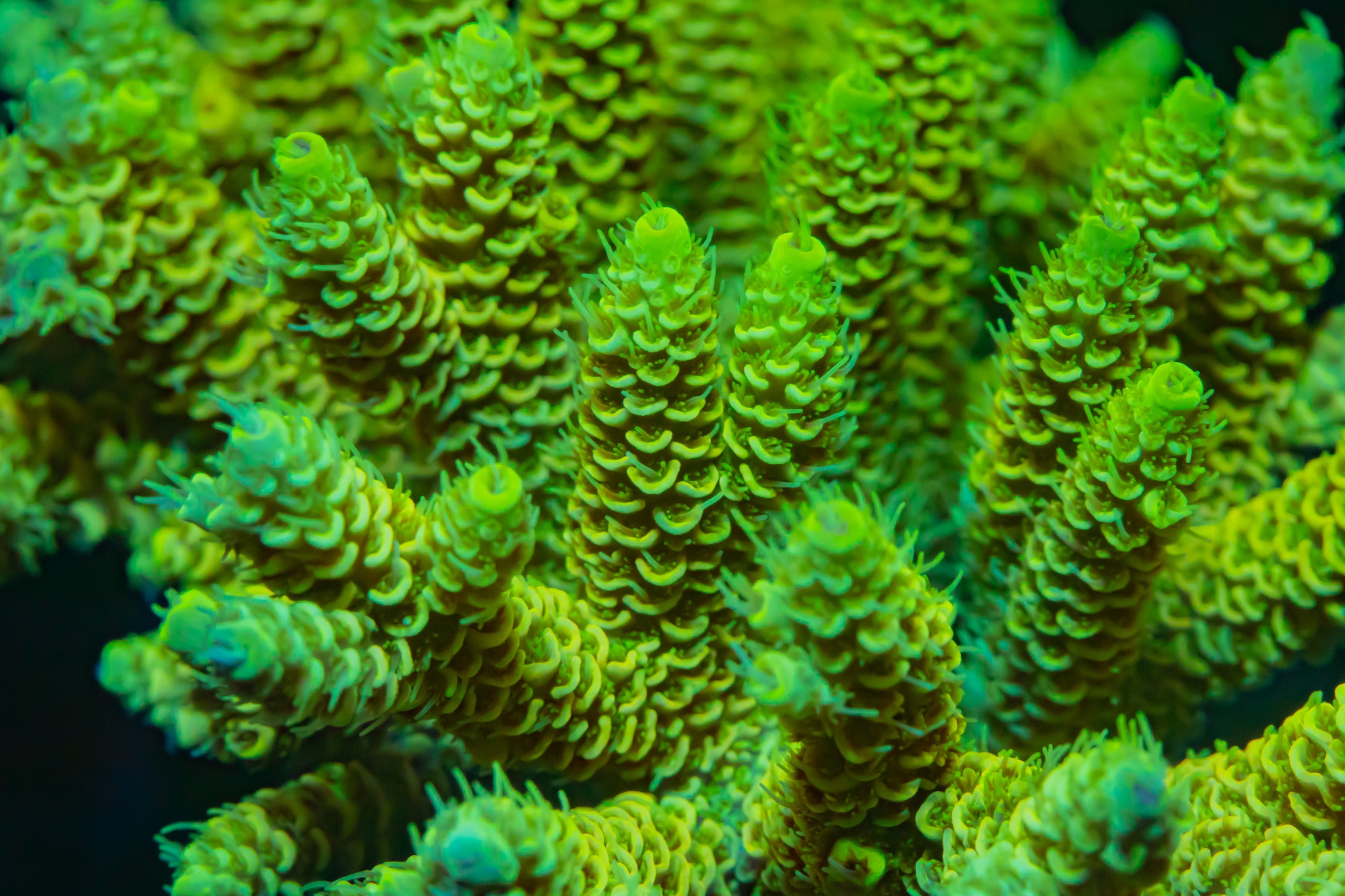 Green Millepora Acropora Sps Hard Coral Stock Photo 742809574