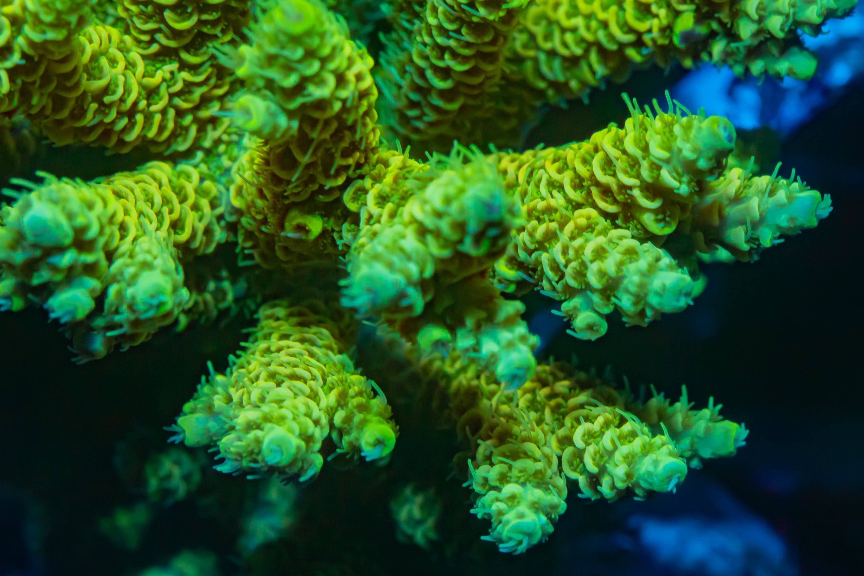 Light Green Tenuous Acropora SPS Coral Reef Lounge USA 