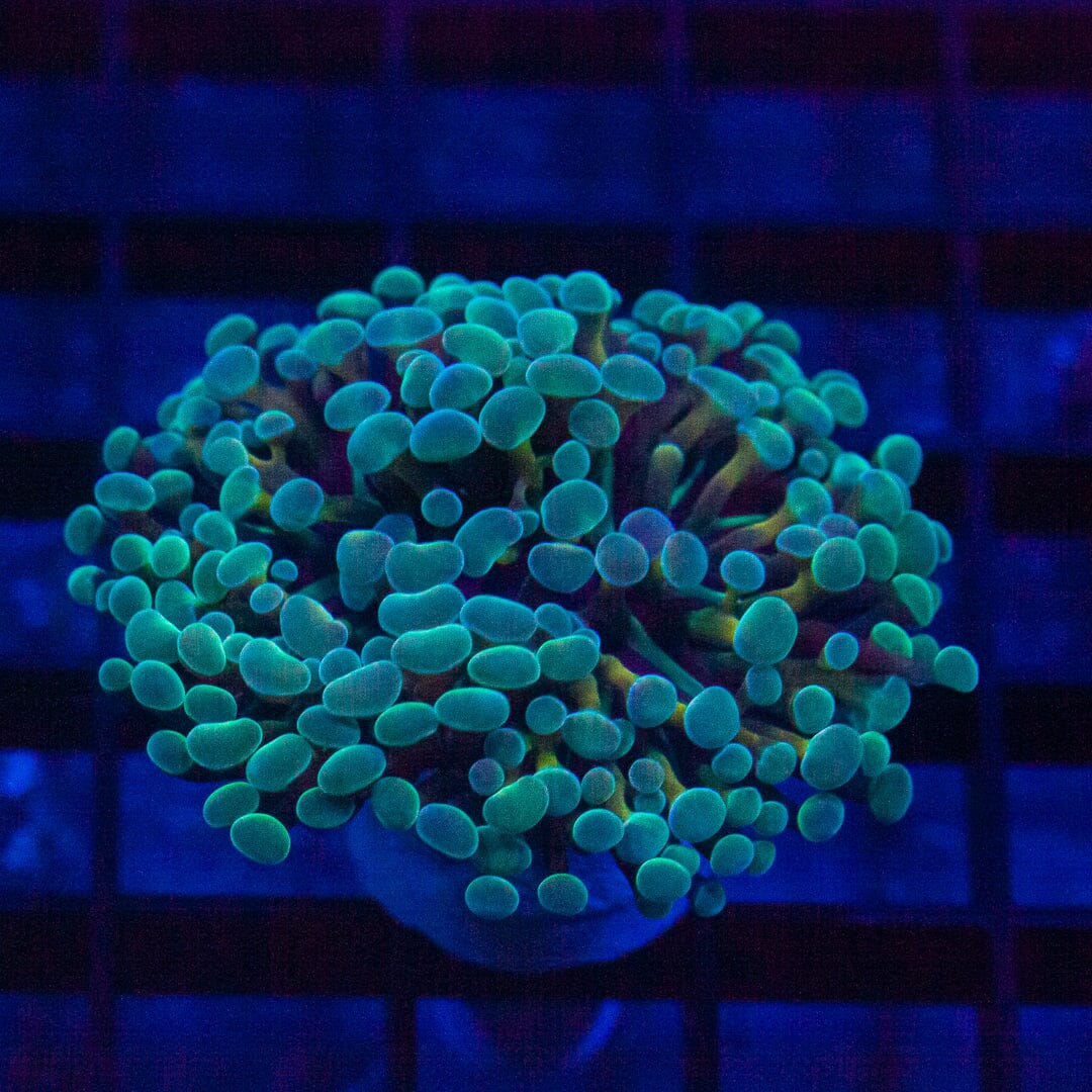 Neon Green Tips Hammer - Almost WYSIWYG Frag Reef Lounge Norco 