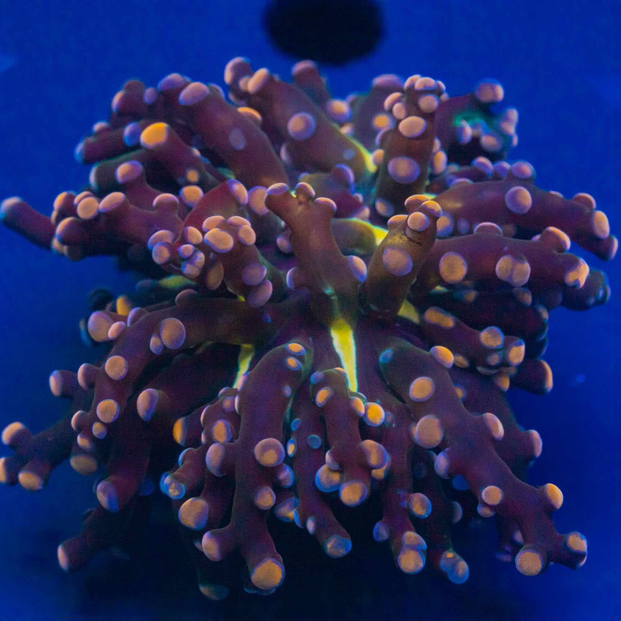 Pink and Blue Tip Octospawn Octospawn Reef Lounge USA 