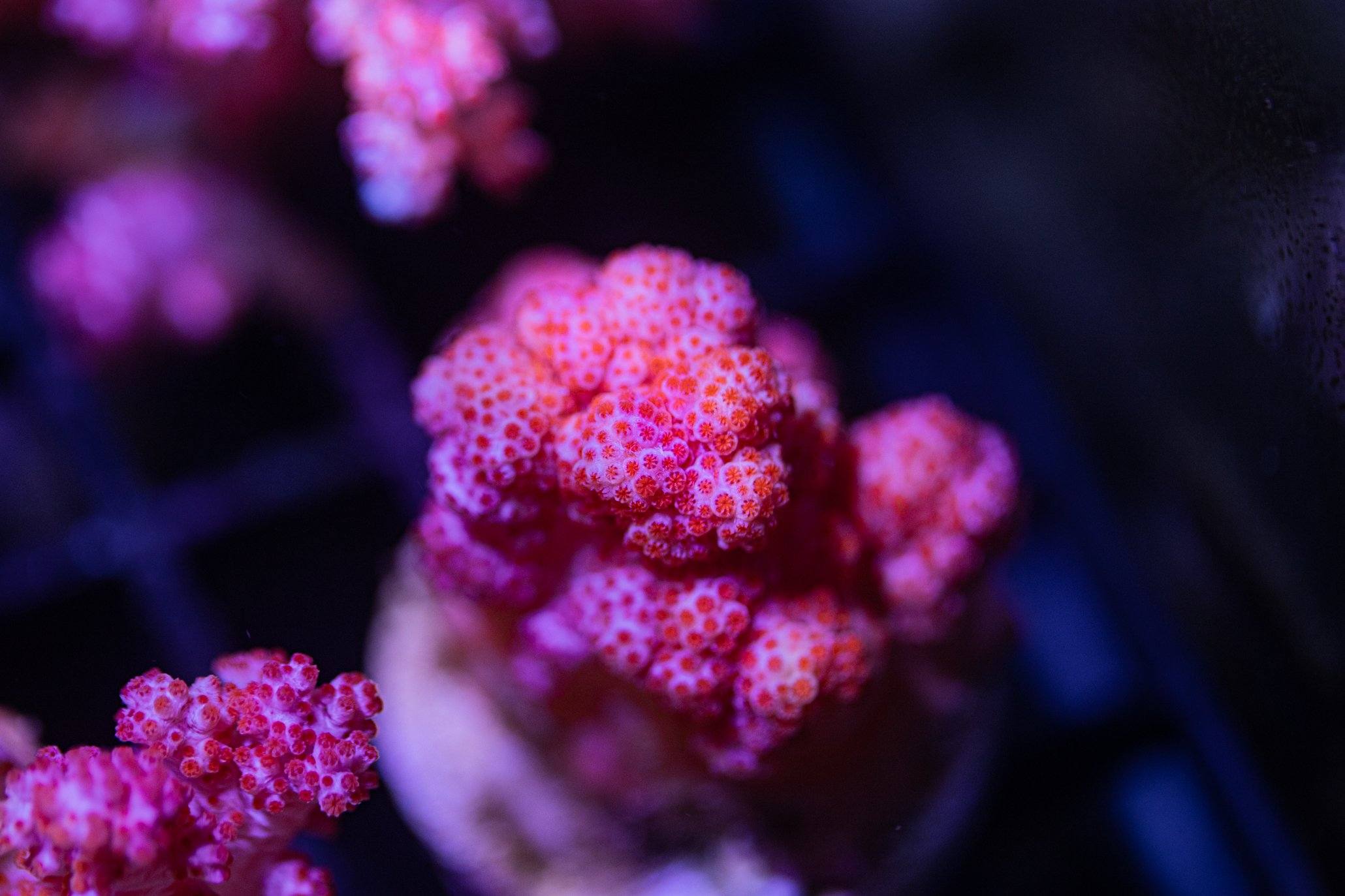Pink Cauliflower Coral Reef Lounge USA 