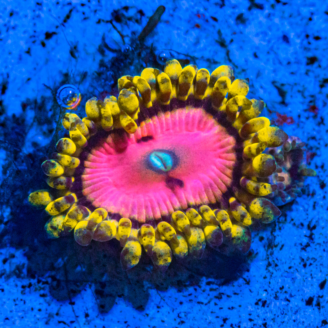 Pink Diamond Zoanthids Soft Coral Reef Lounge USA 