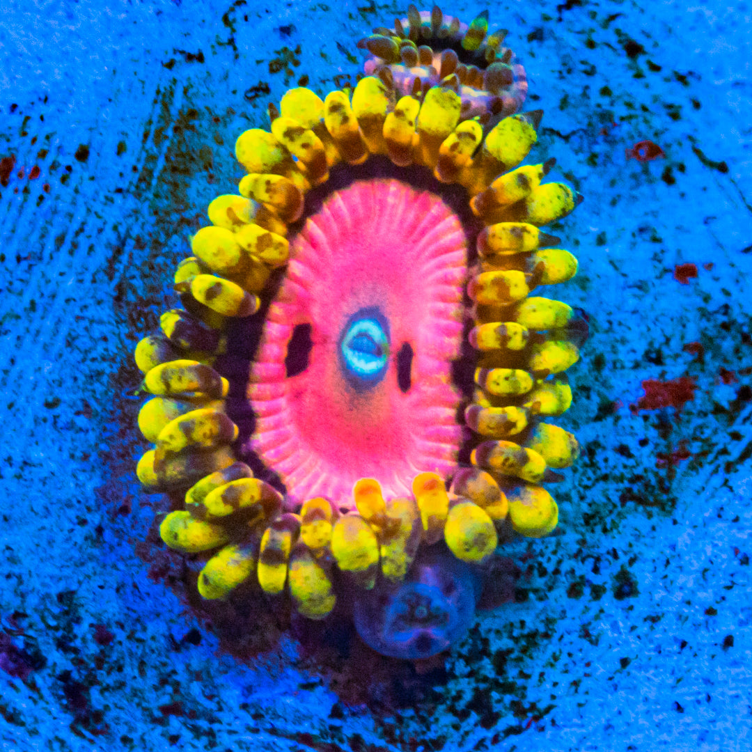 Pink Diamond Zoanthids