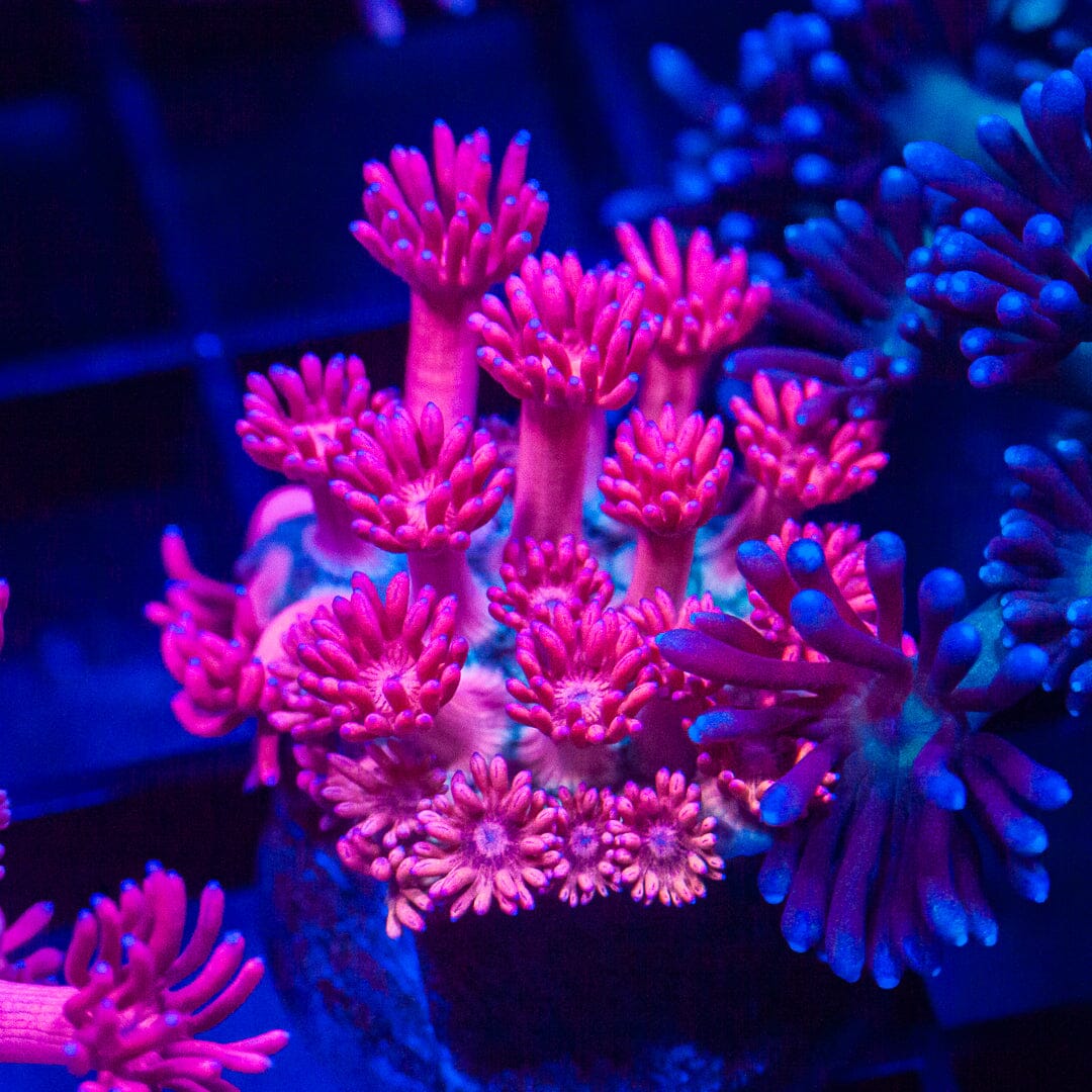 Pink Sapphire Goniopora - WYSIWYG Frag Reef Lounge Norco 