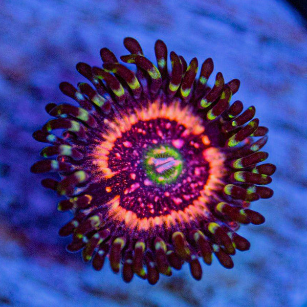 Pink Zipper Zoanthids