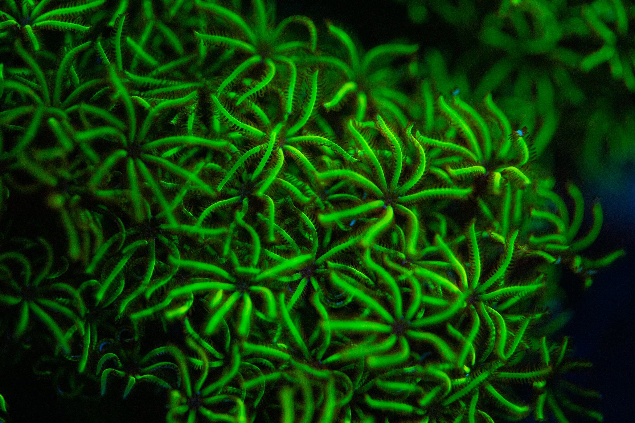 Pipe Organ Coral Polyp Reef Lounge USA 