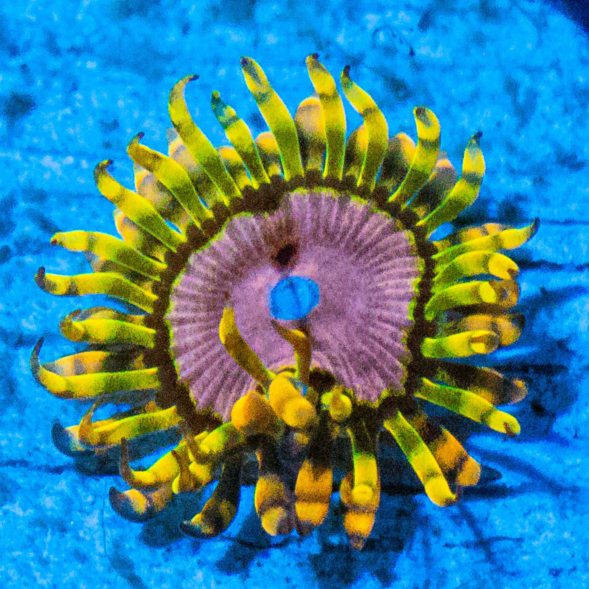 Purple Monster Zoanthids Soft Coral Reef Lounge USA 