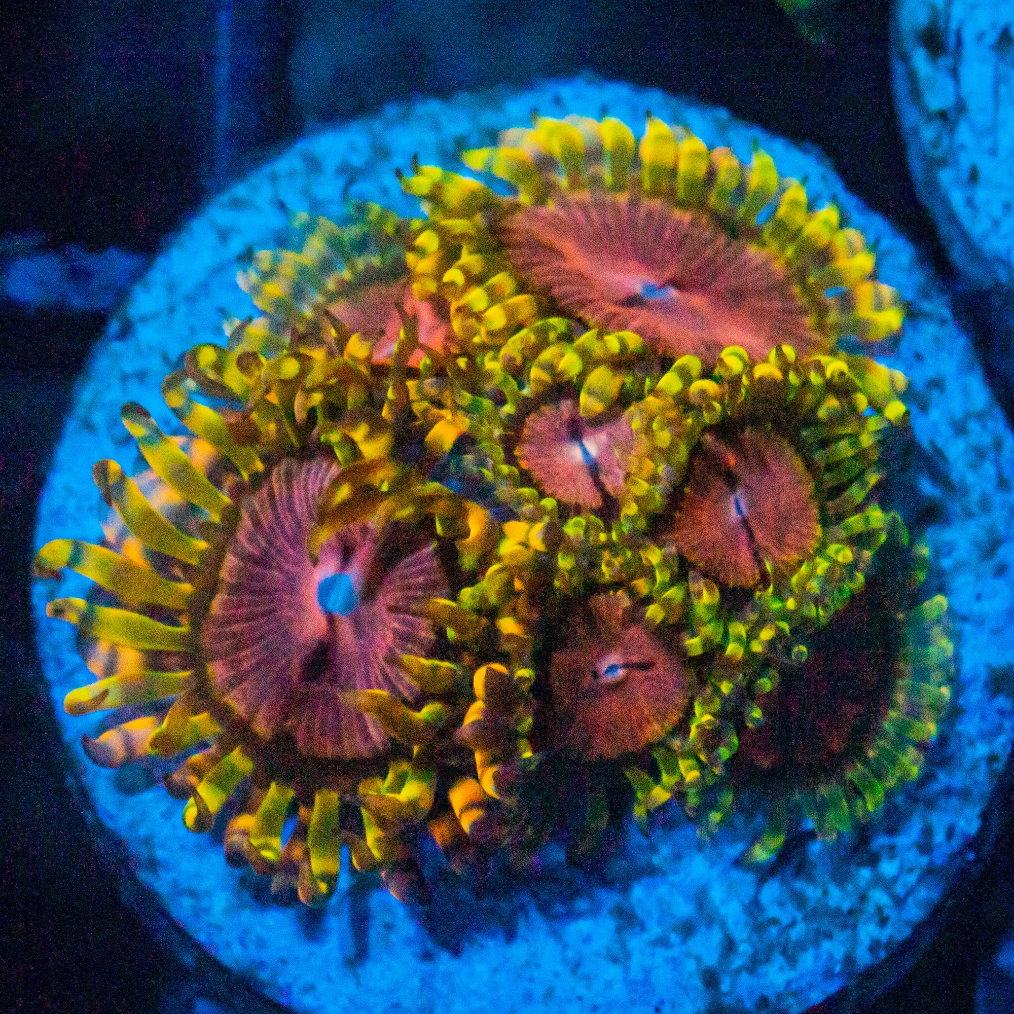 Purple Monster Zoanthids Soft Coral Reef Lounge USA 