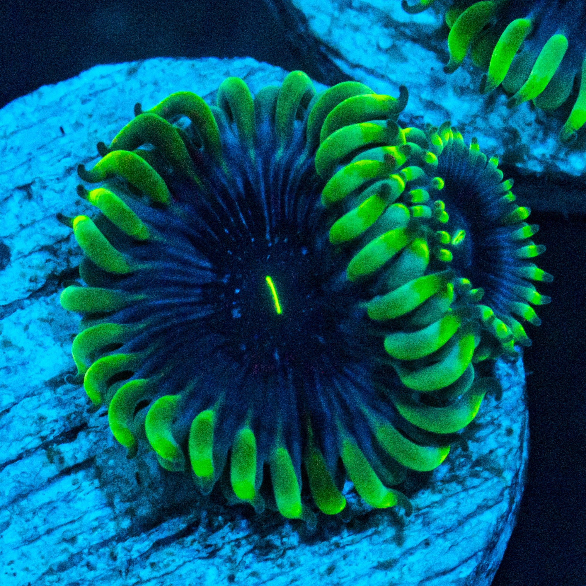 Purple People Eater Zoanthids Soft Coral Reef Lounge USA 