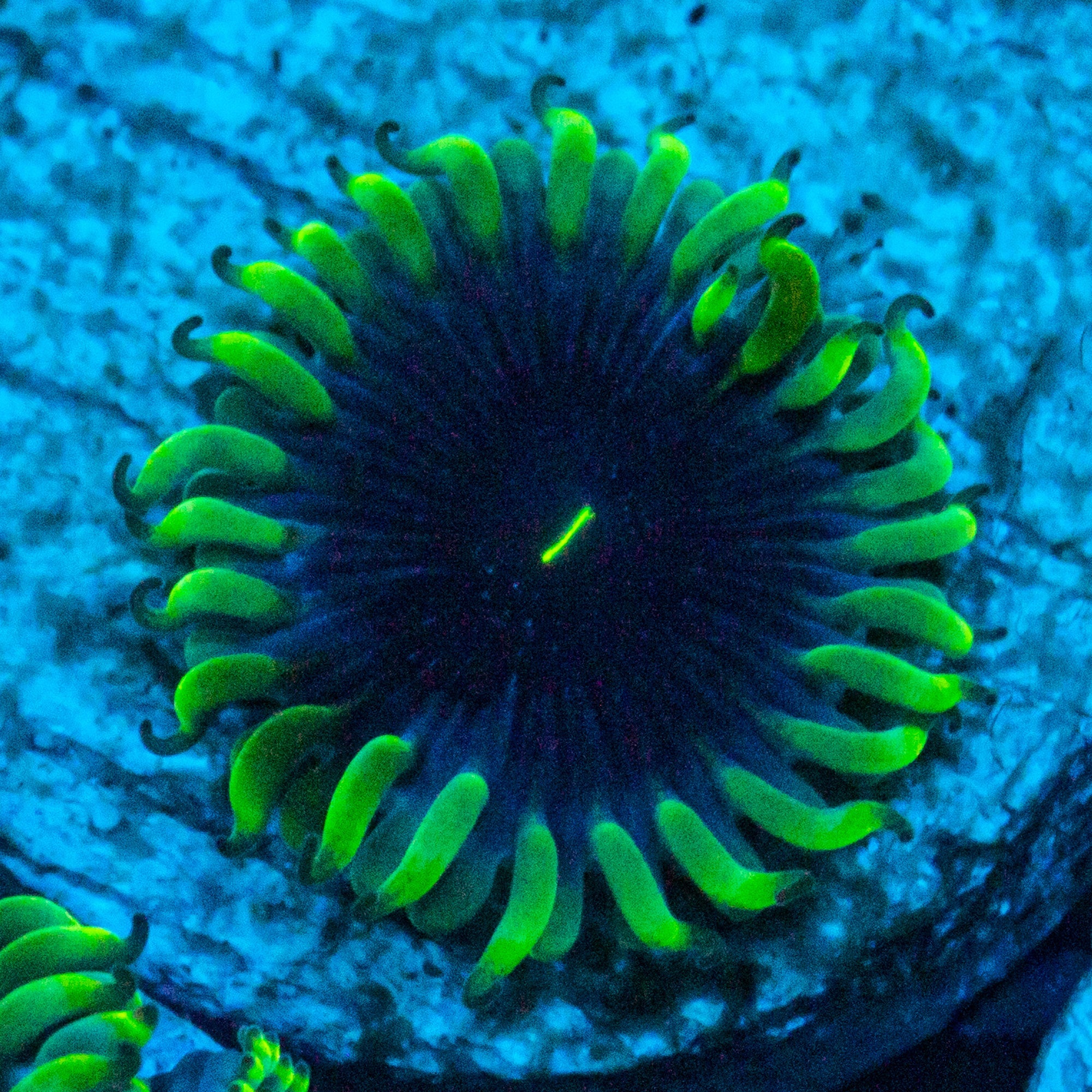 Purple People Eater Zoanthids Soft Coral Reef Lounge USA 
