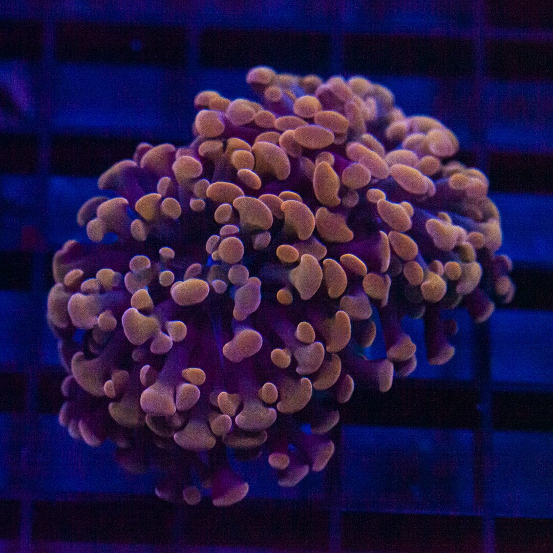 Purple/Pink Hammer - Almost WYSIWYG Frag Reef Lounge Norco 