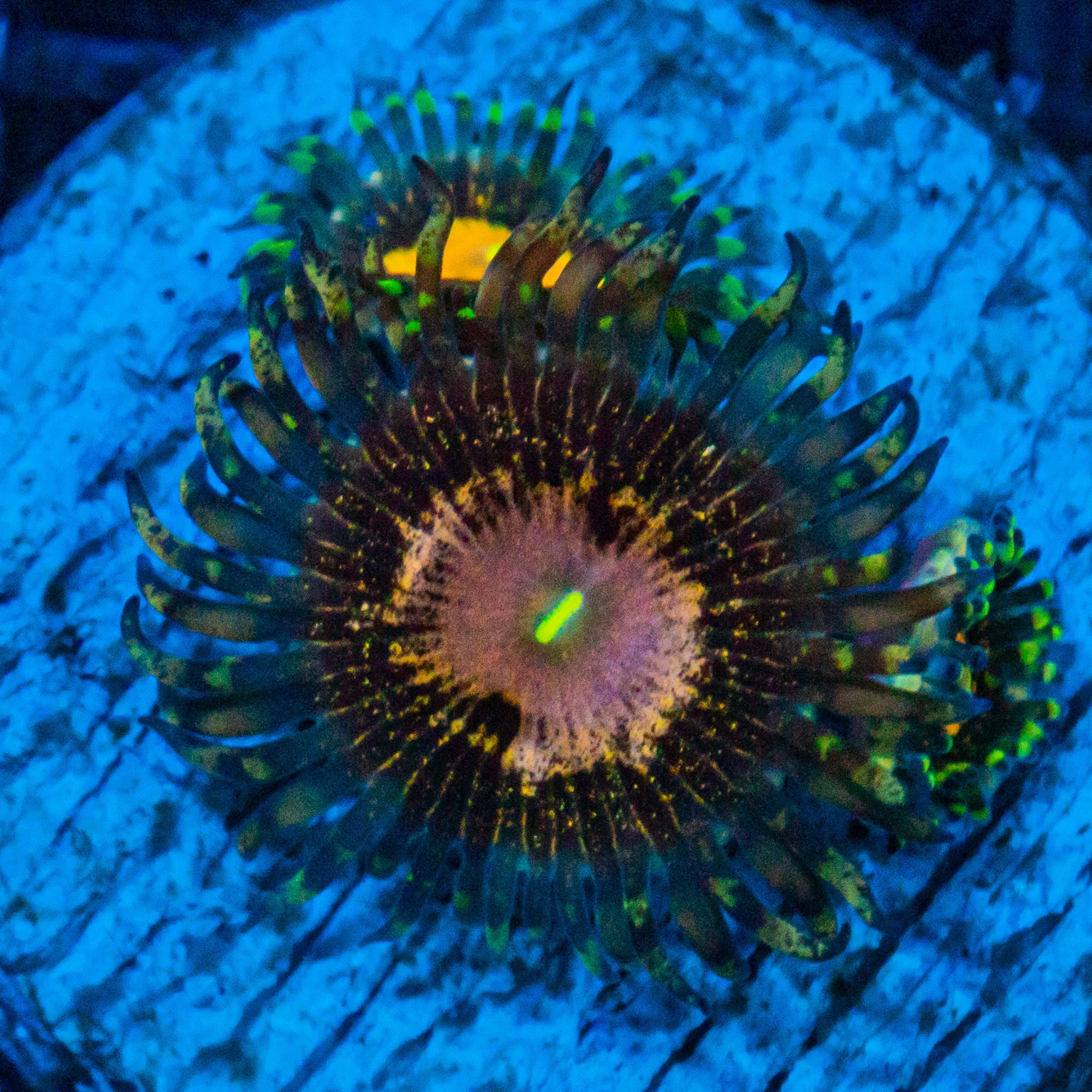 Queen Krakatoa Zoanthids Soft Coral Reef Lounge USA 