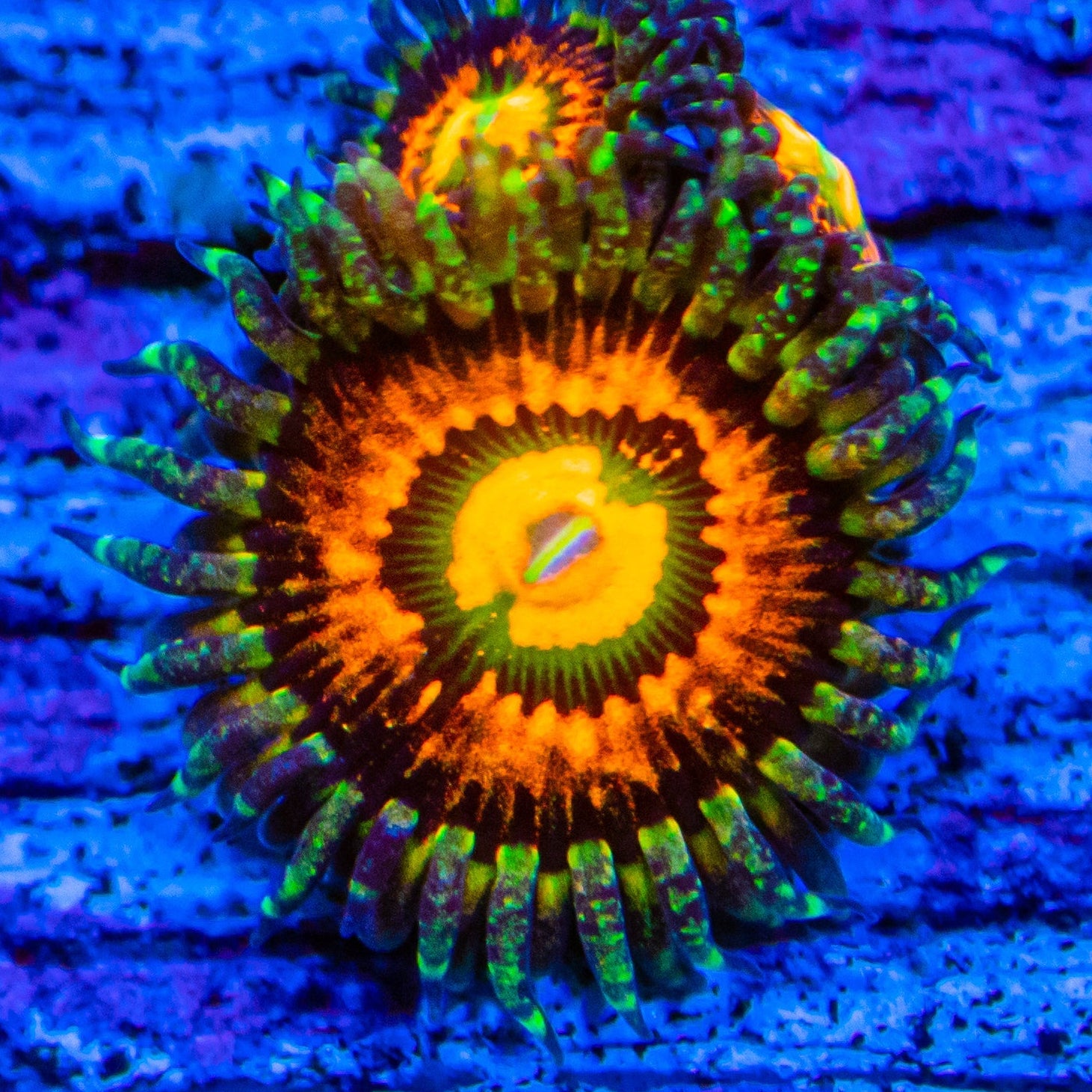 Rainbow Incinerator Zoanthids Soft Coral Reef Lounge USA 