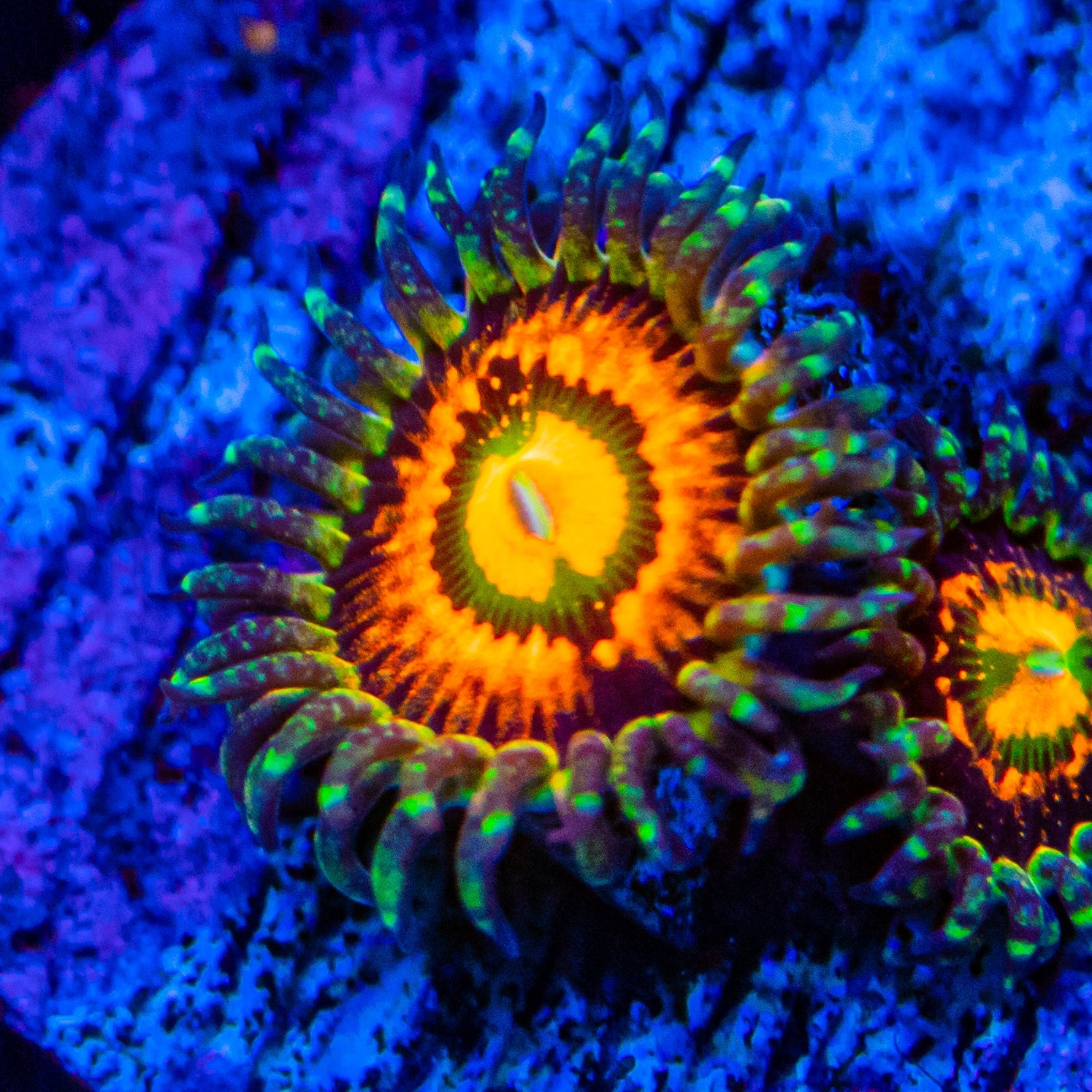 Rainbow Incinerator Zoanthids Soft Coral Reef Lounge USA 
