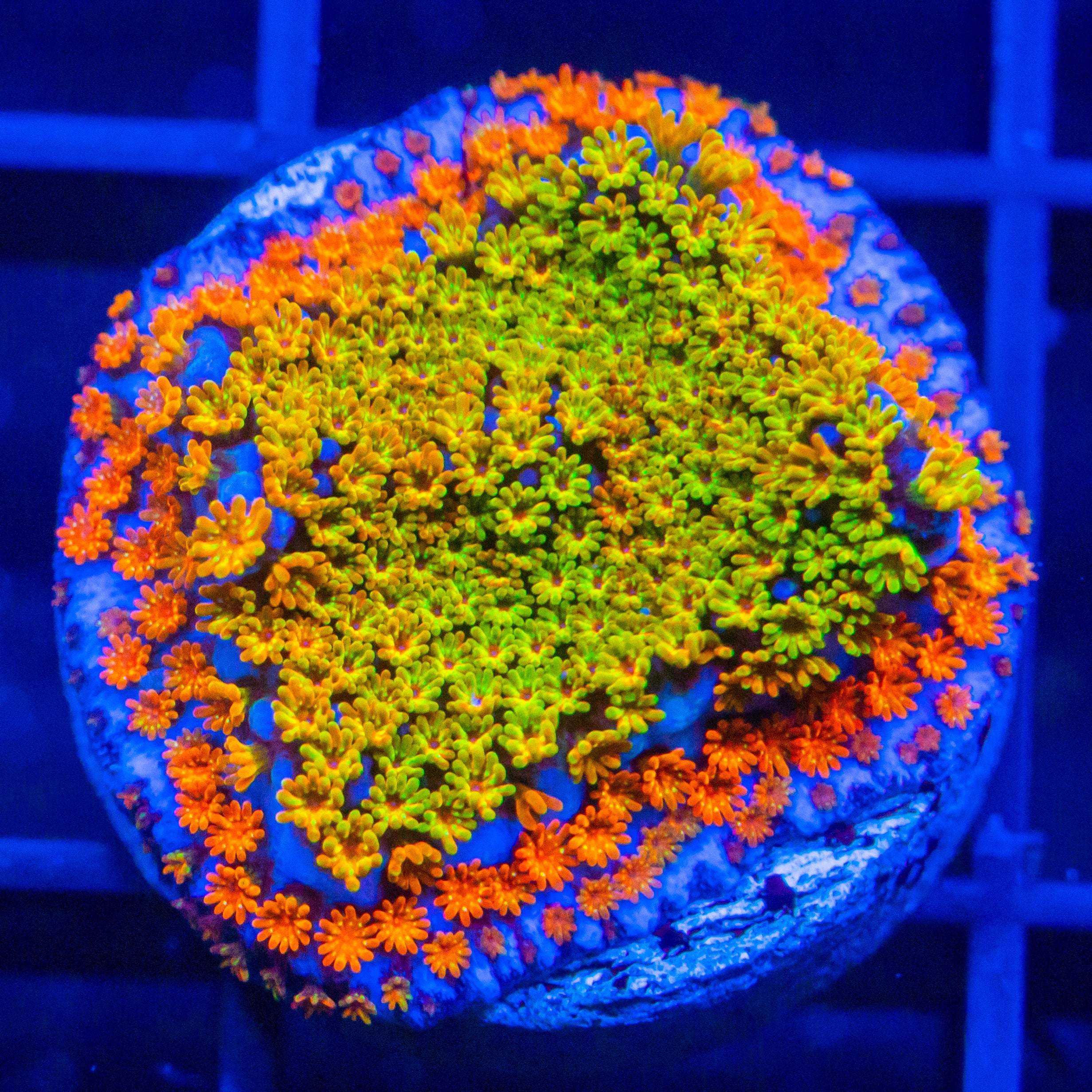 Rainbow Montipora Montipora Reef Lounge USA 