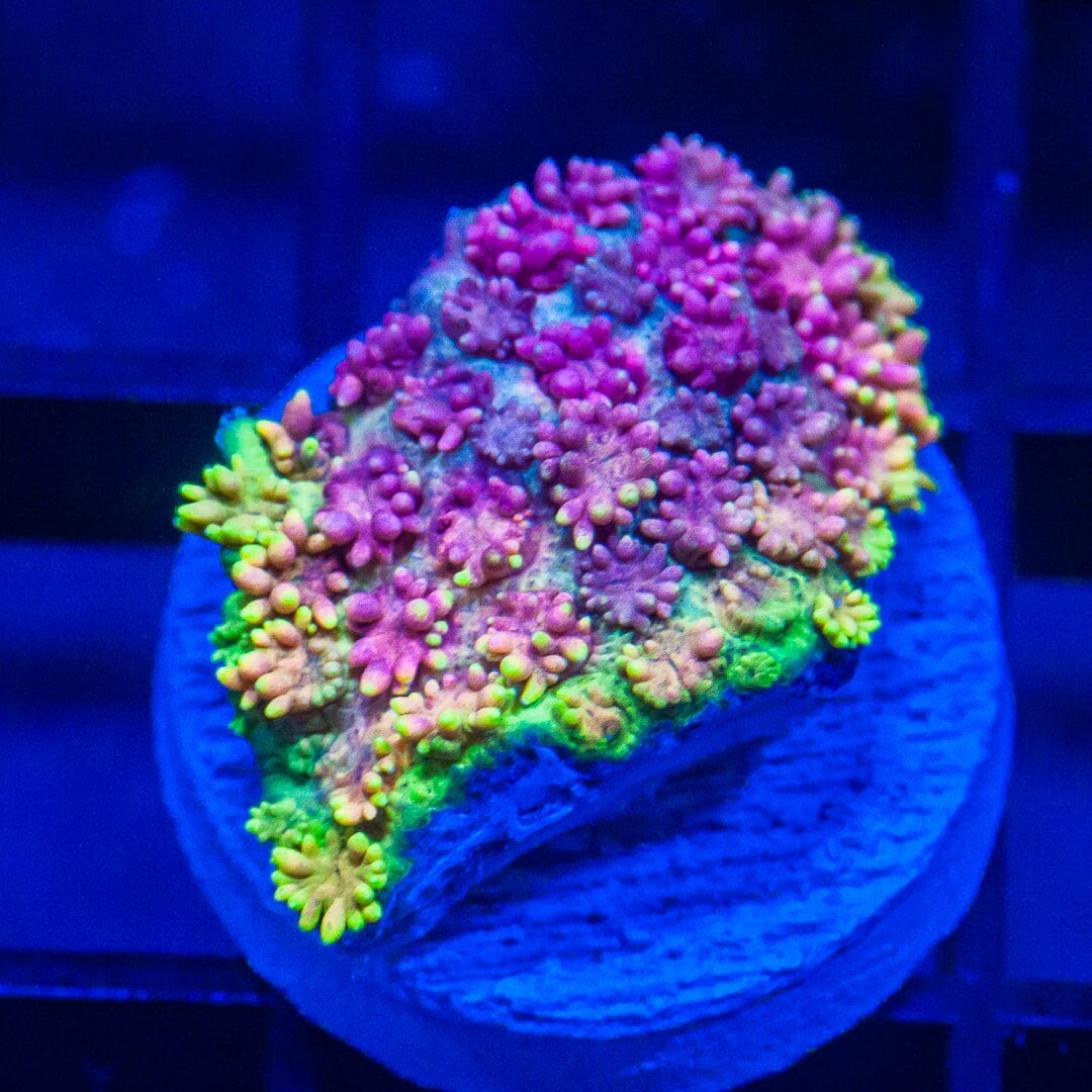 Rainbow Rim Goniopora - WYSIWYG Frag Reef Lounge Norco 