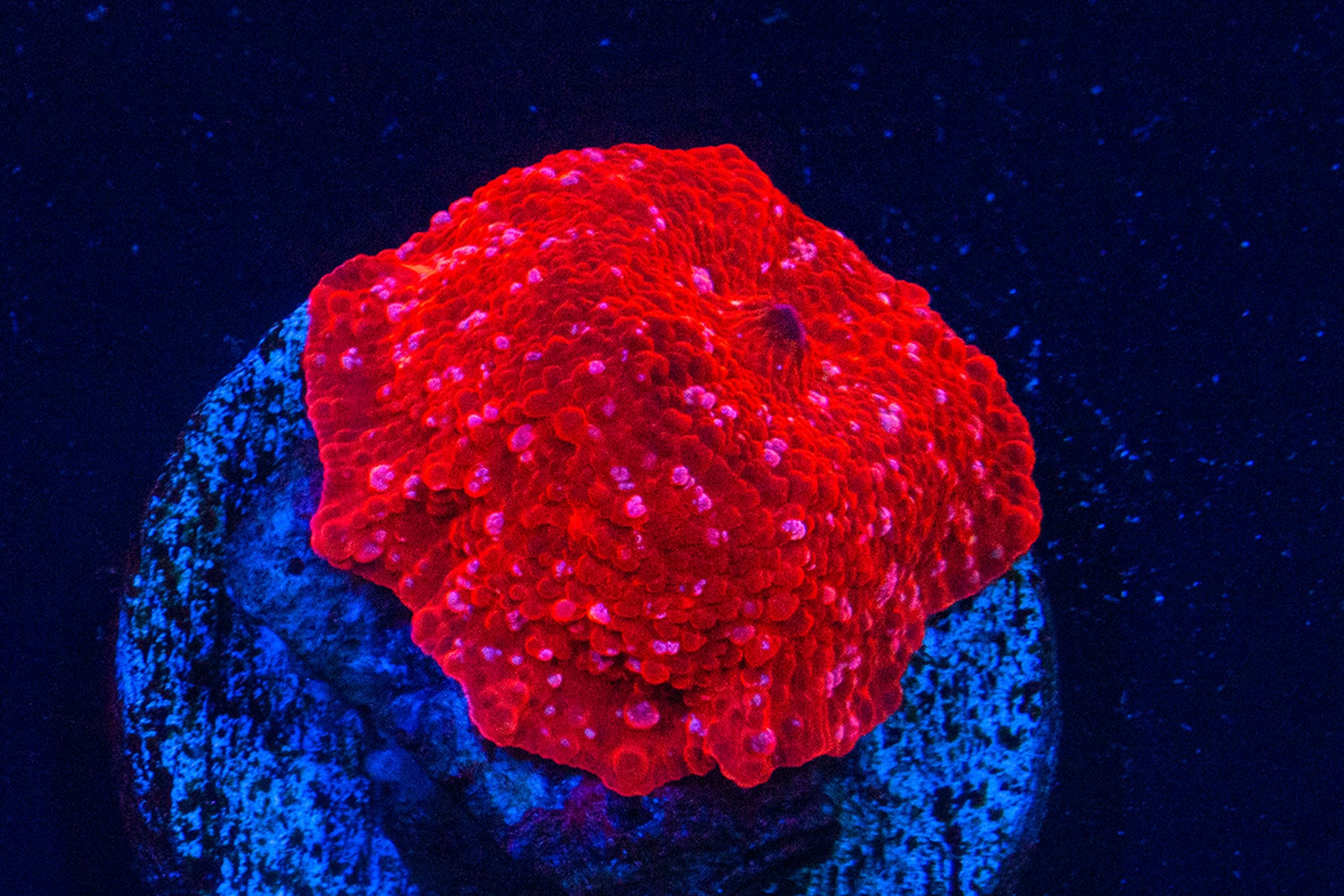 Red Discosoma Mushroom Reef Lounge USA 