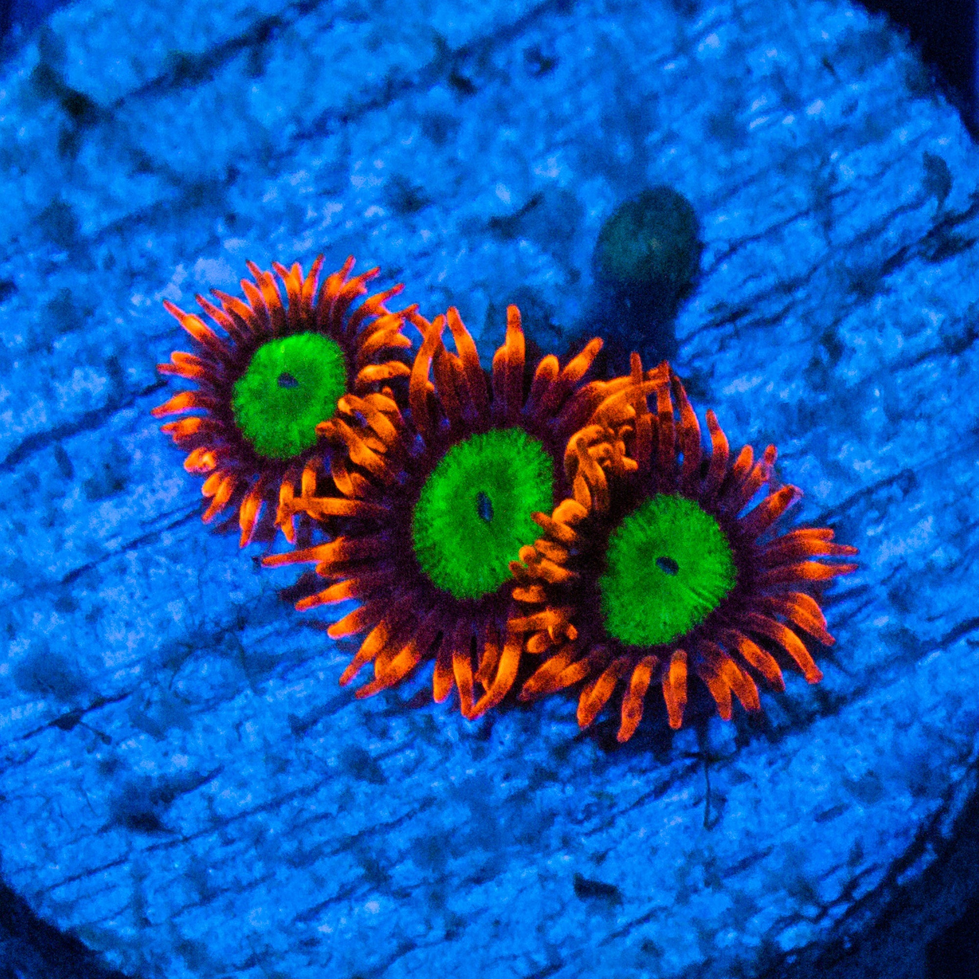 RL Goblins On Fire Zoanthids Soft Coral Reef Lounge USA 