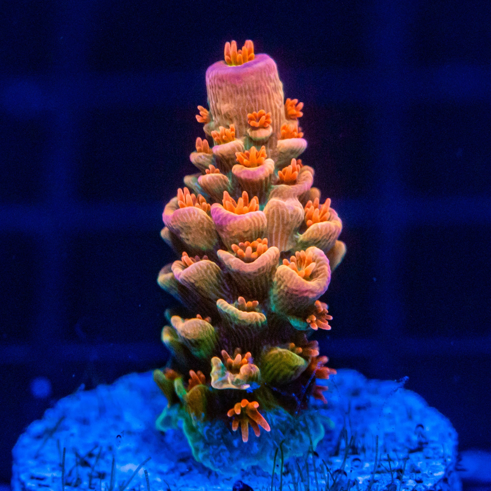 RL Orange Crush Tenuis Acropora SPS Coral Reef Lounge USA 