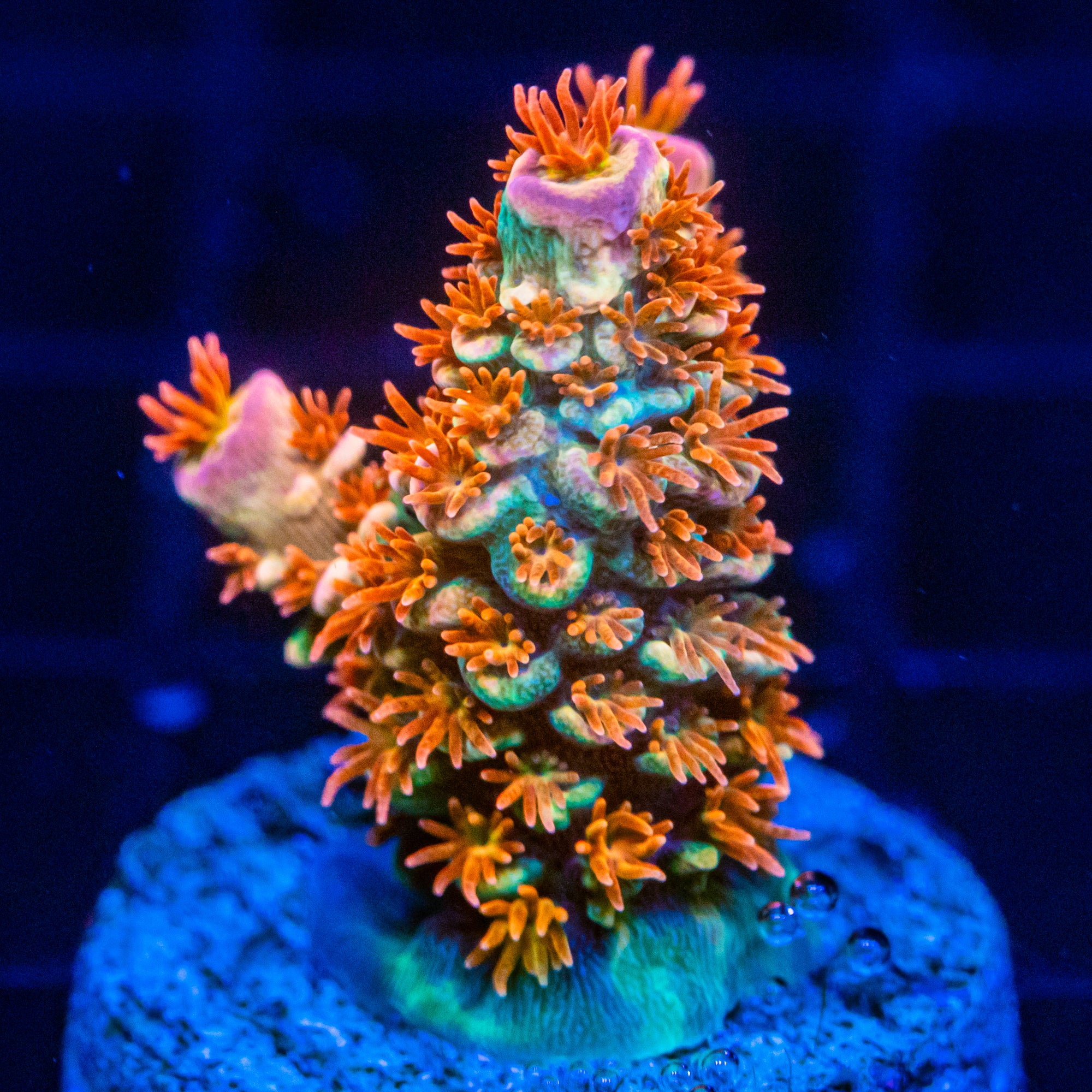 RL Orange Crush Tenuis Acropora SPS Coral Reef Lounge USA 