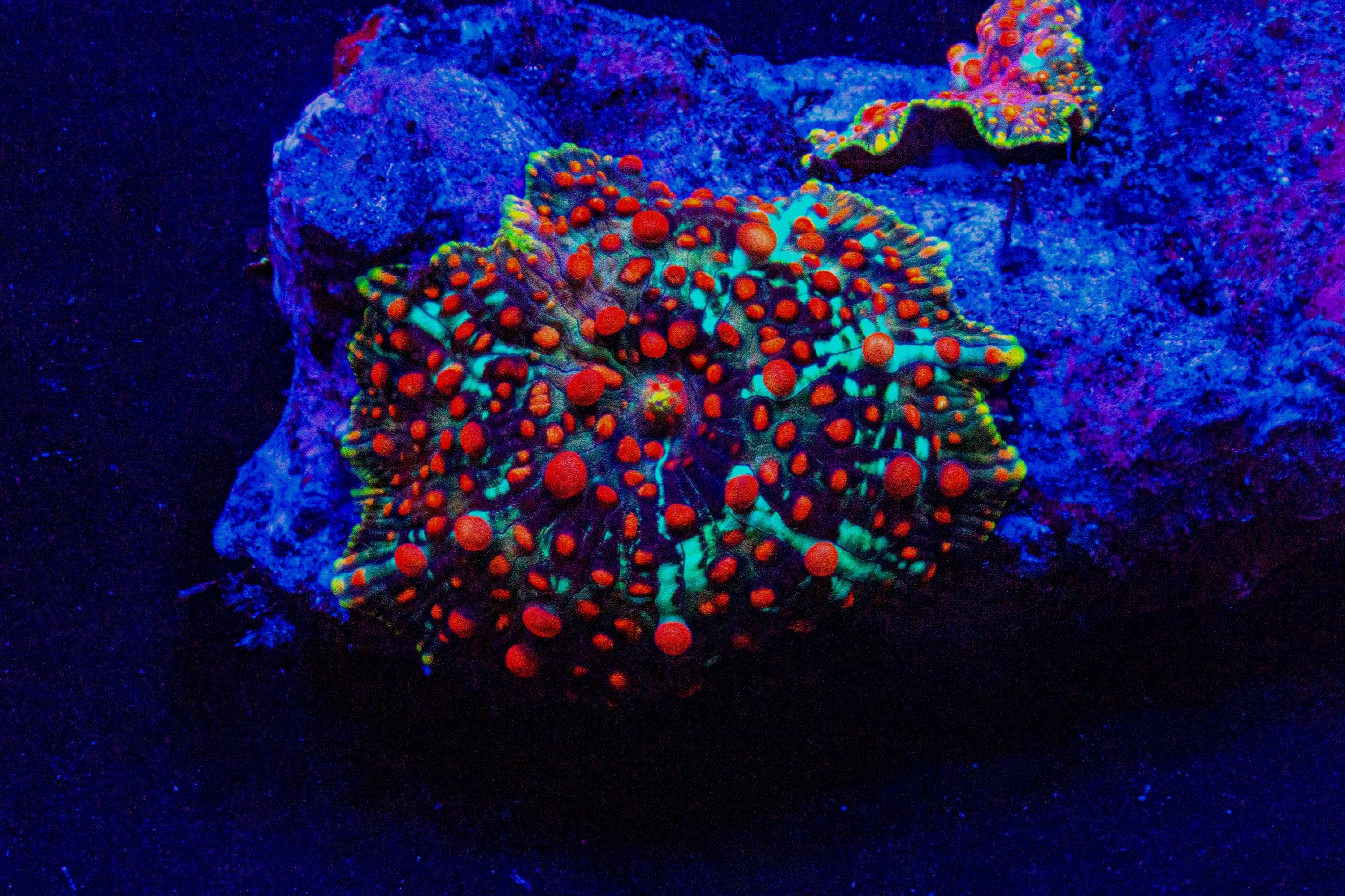 RL Panty Dropper Discosoma Mushroom Reef Lounge USA 