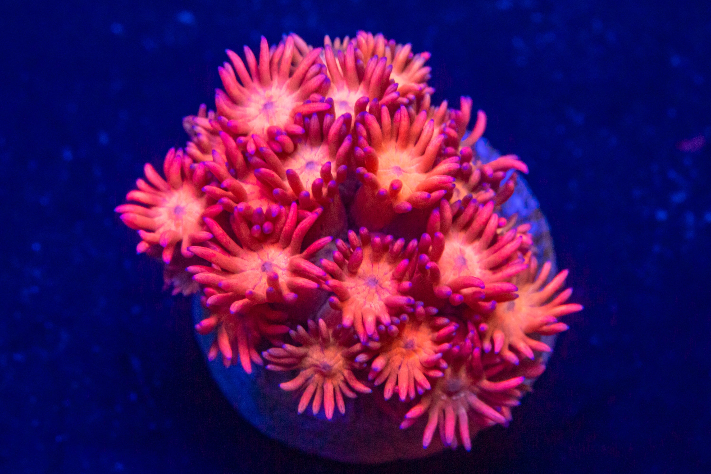 RL Pink Goniopora Goniopora Reef Lounge USA 