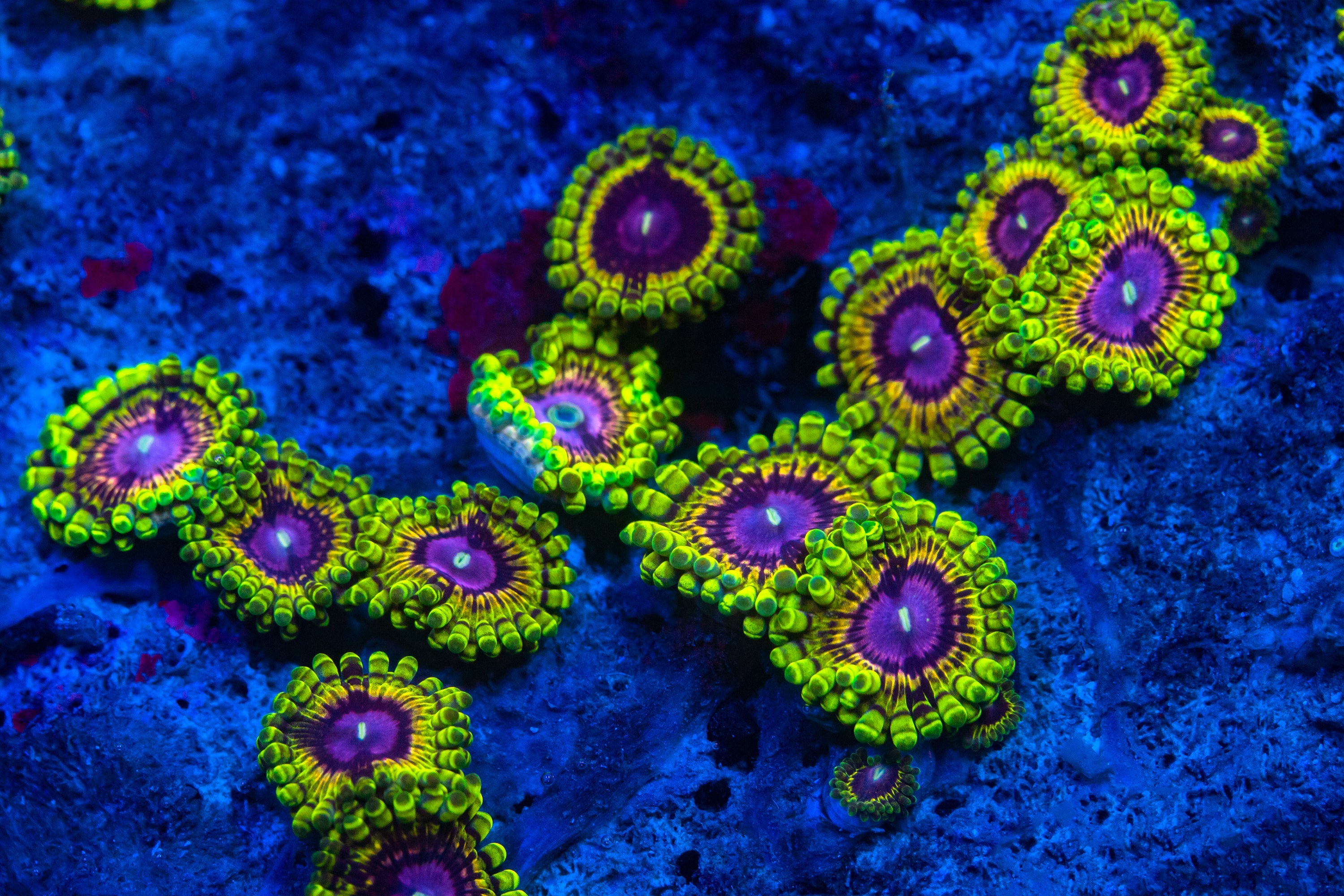 RL Rainbow Void Zoa Soft Coral Reef Lounge USA 