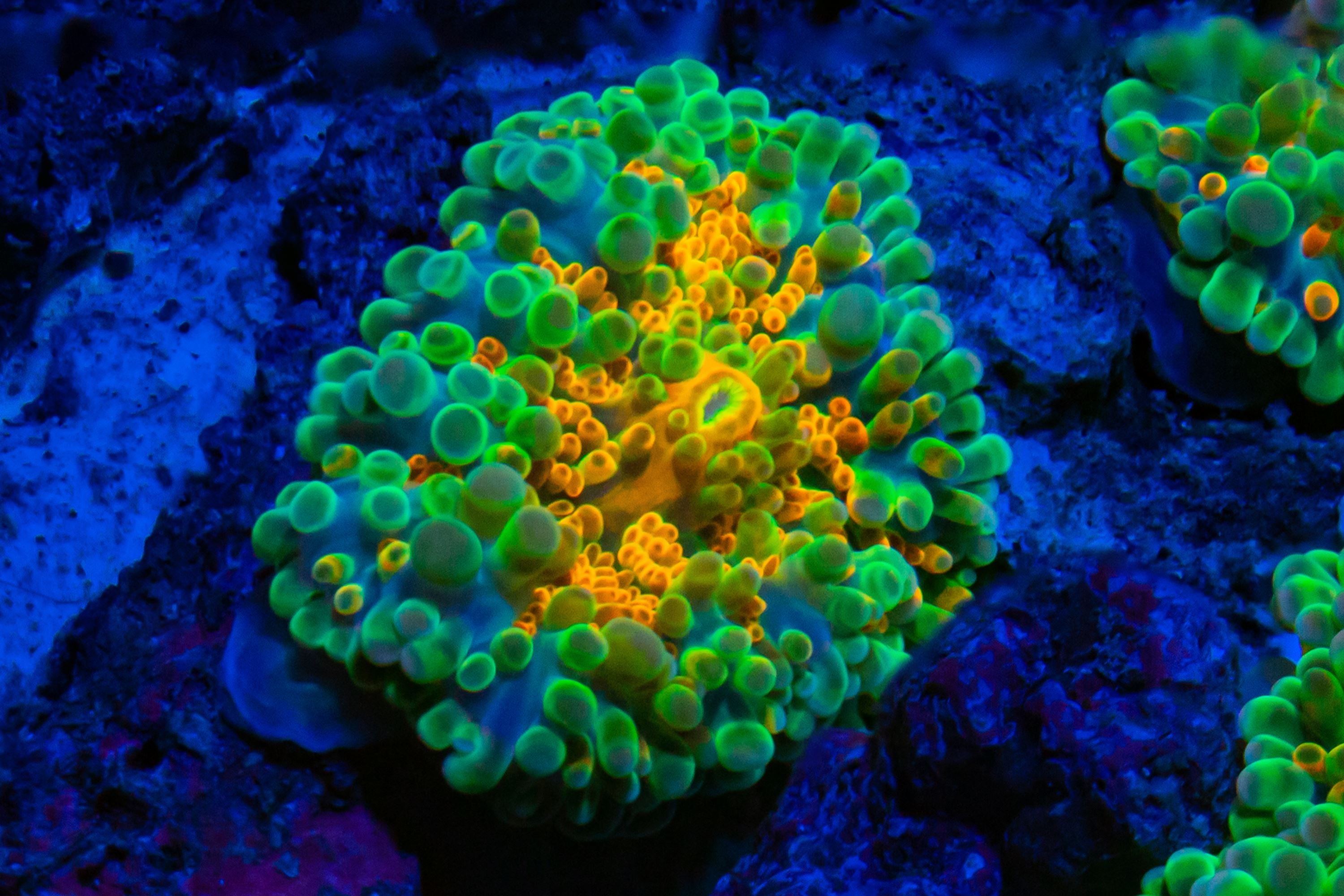 RL Rainbow Yuma Mushroom Reef Lounge USA 