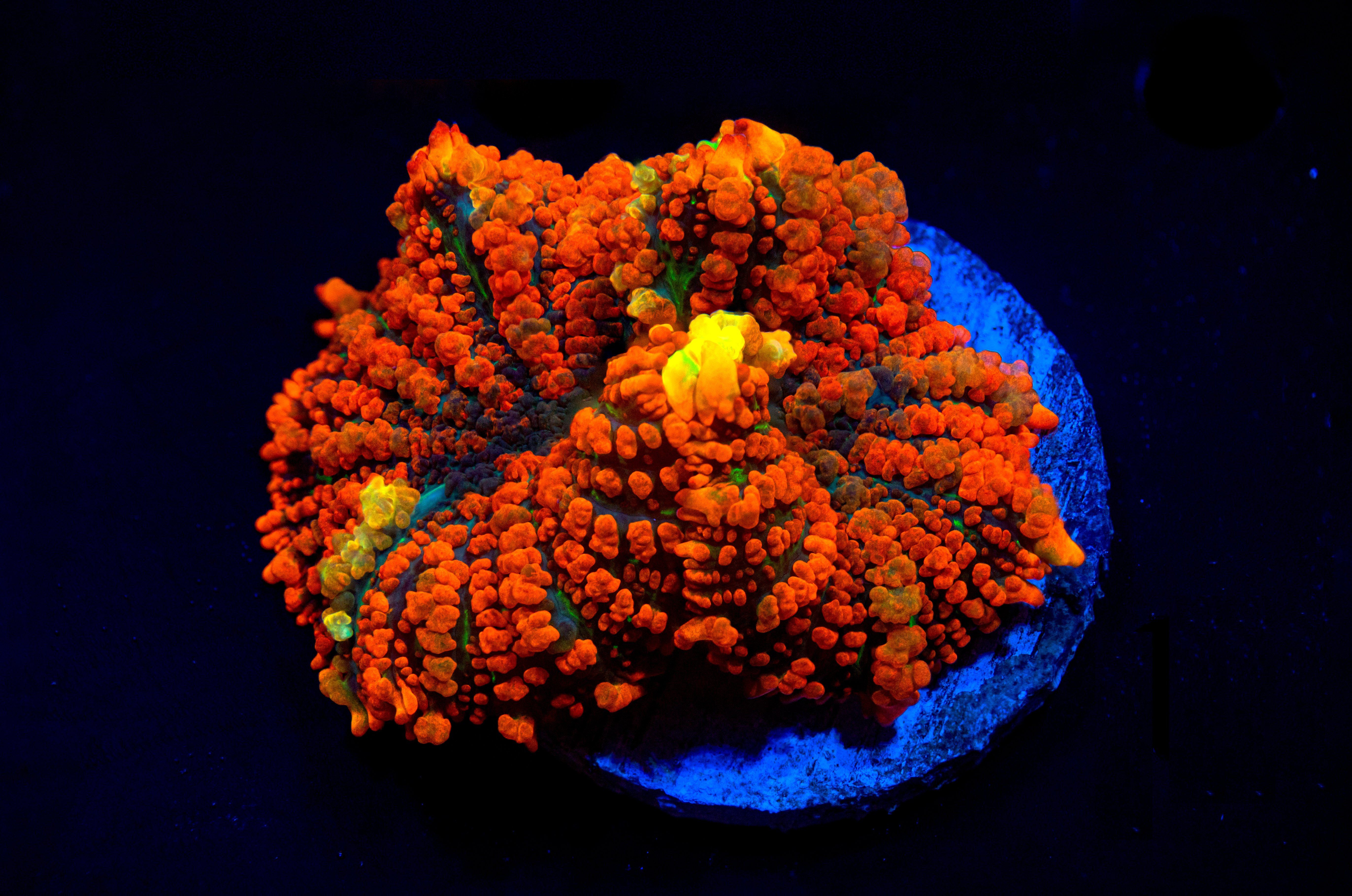 RL Red Rhodactis Bounce Mushroom Reef Lounge USA 