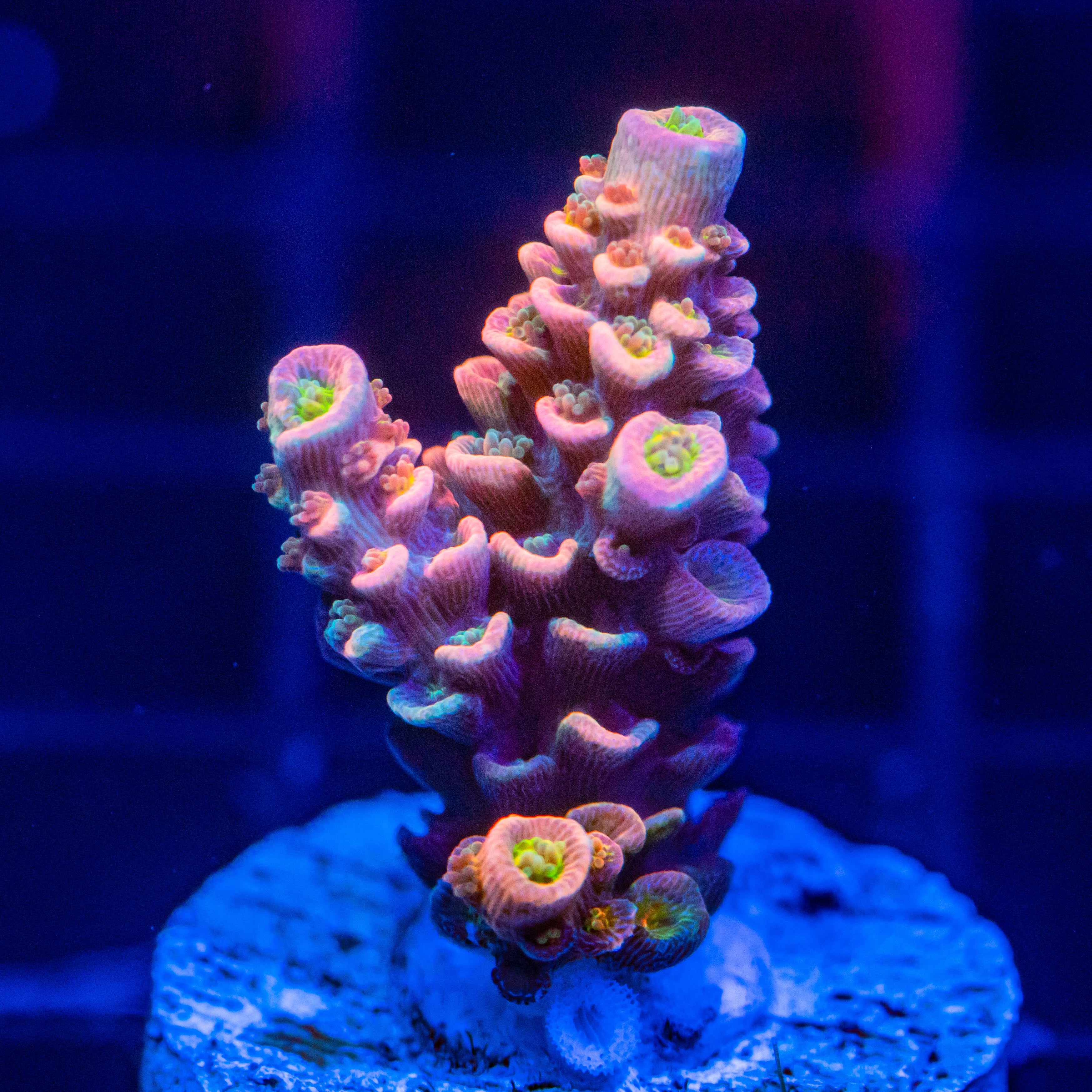 RL Unname Tenuis Acropora SPS Coral Reef Lounge USA 
