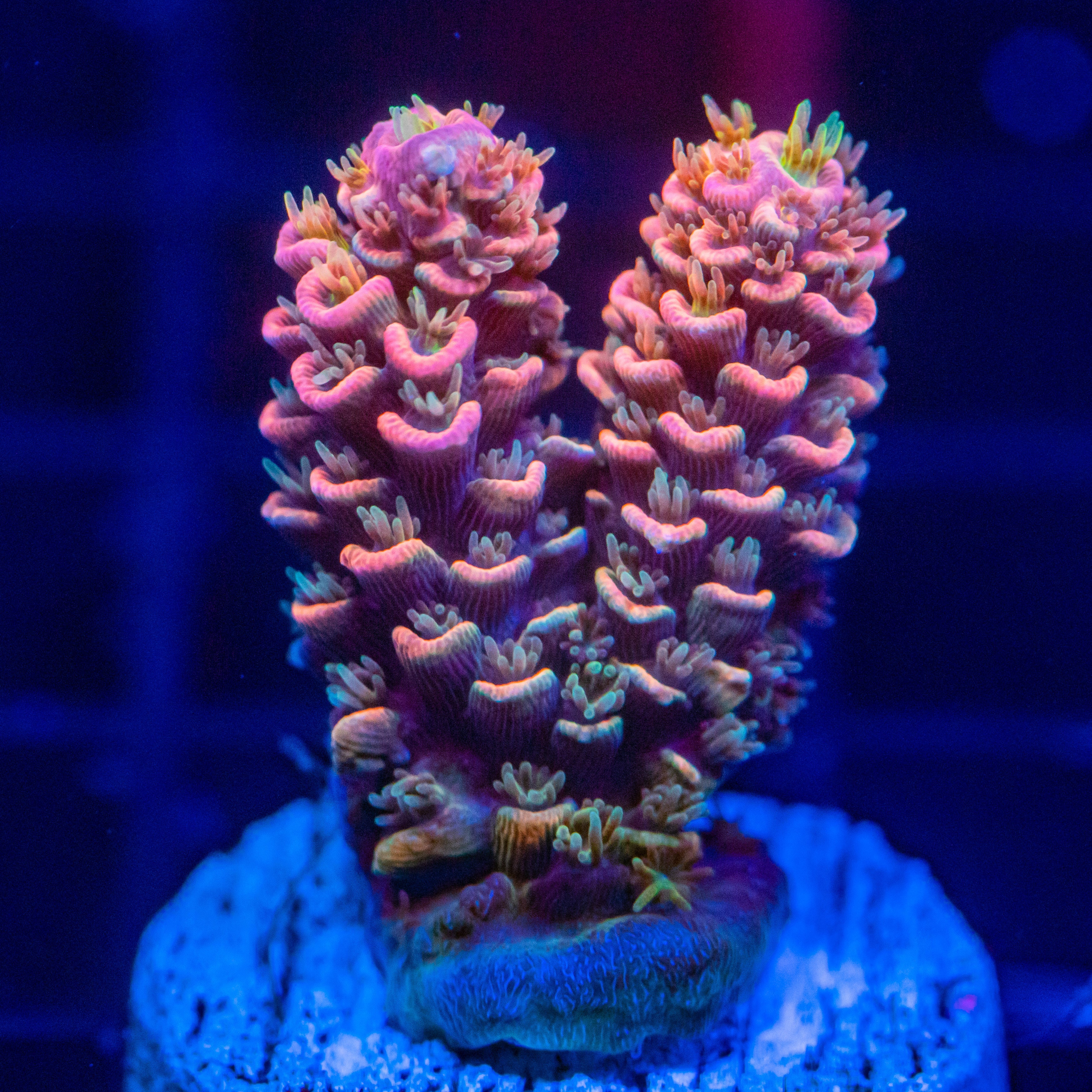 Coral SPS Acrópora Firefly - Conheça a loja Aquavila.