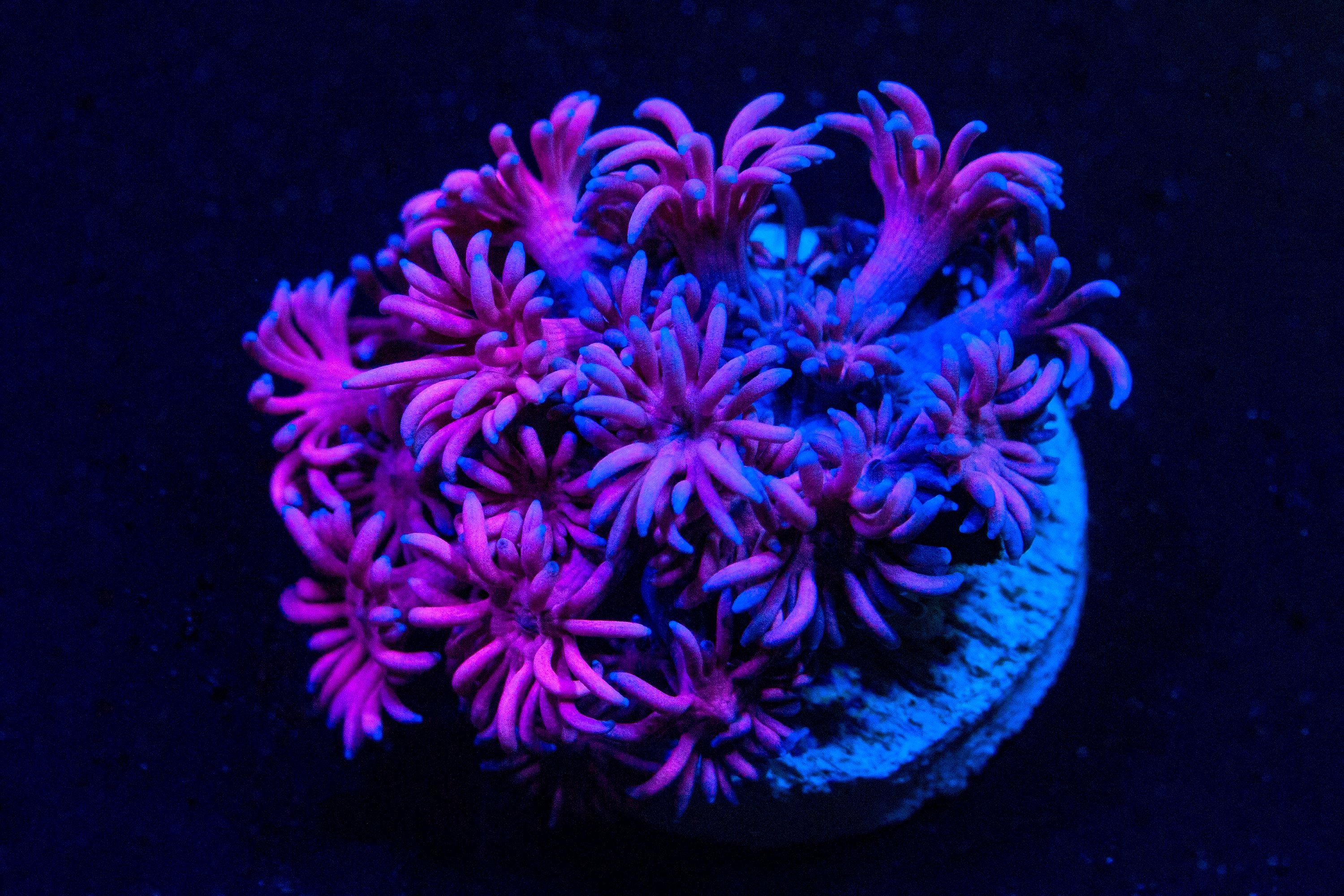 RL Violet - Pink Gonipora Reef Lounge USA 