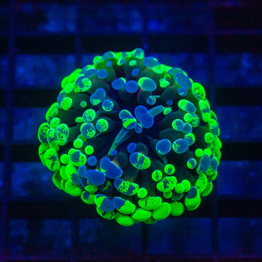 Round Tips Neon Green Hammer - Almost WYSIWYG Frag Reef Lounge Norco 