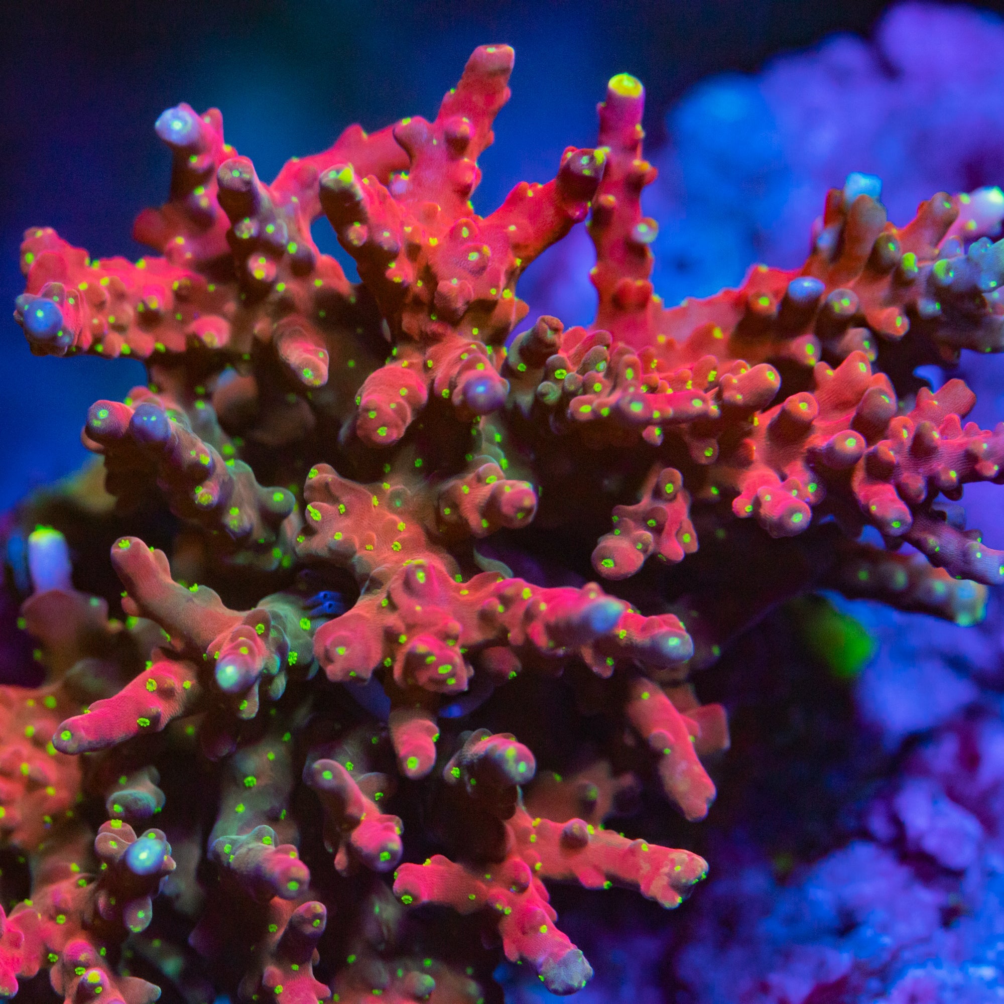 RR Firecracker Acropora ( CUT TO ORDER ) SPS Coral Reef Lounge USA 
