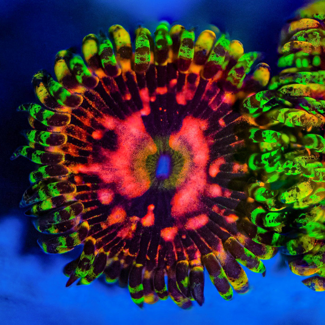 Space Chaos Zoanthids Zoa Reef Lounge USA 