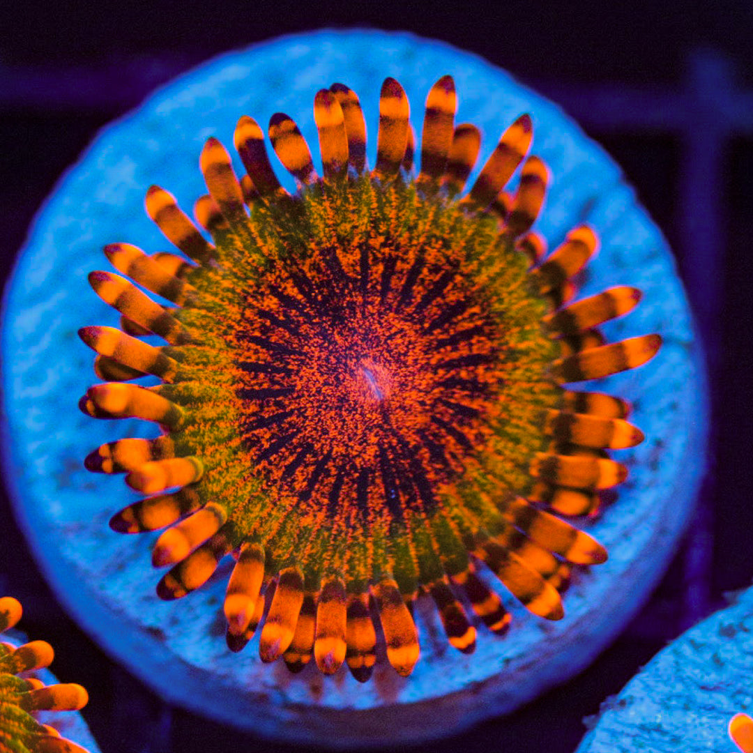 Speckled Krakatoa Zoanthids Zoa Reef Lounge USA 