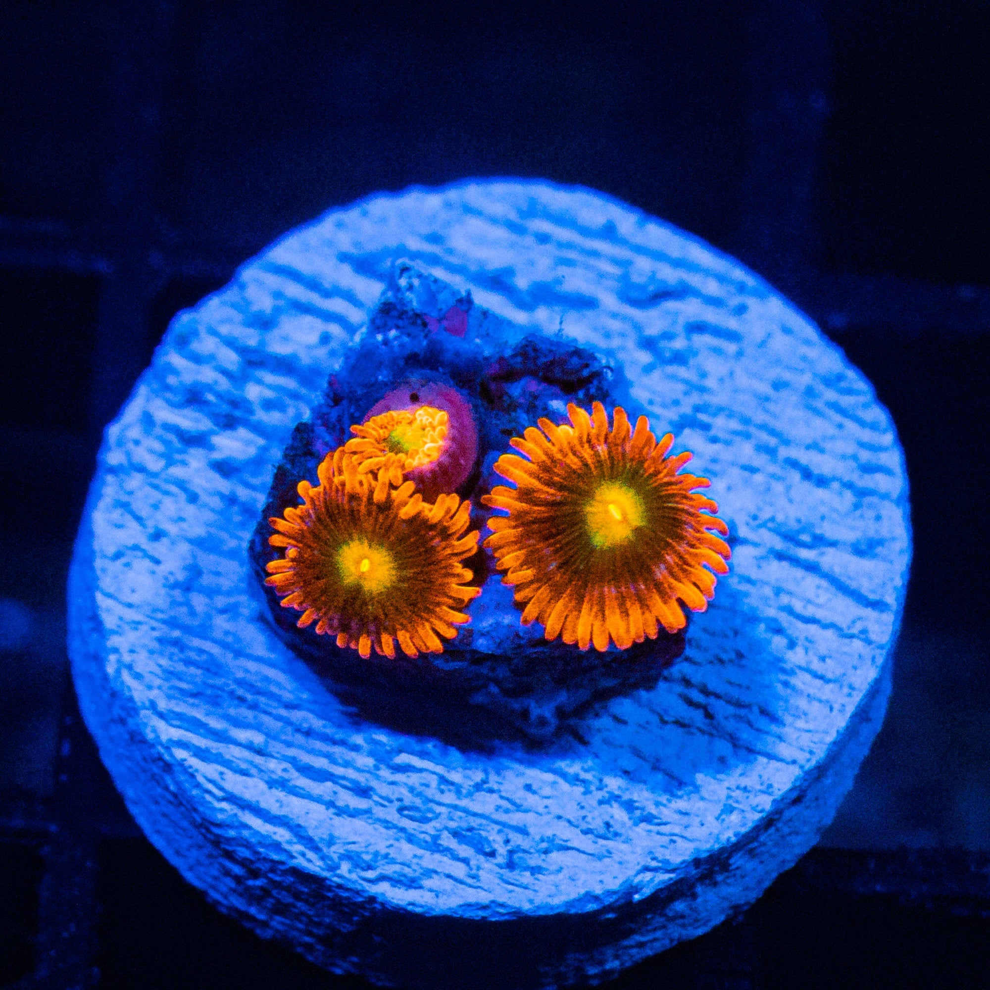 Spitfire Zoanthids Soft Coral Reef Lounge USA 