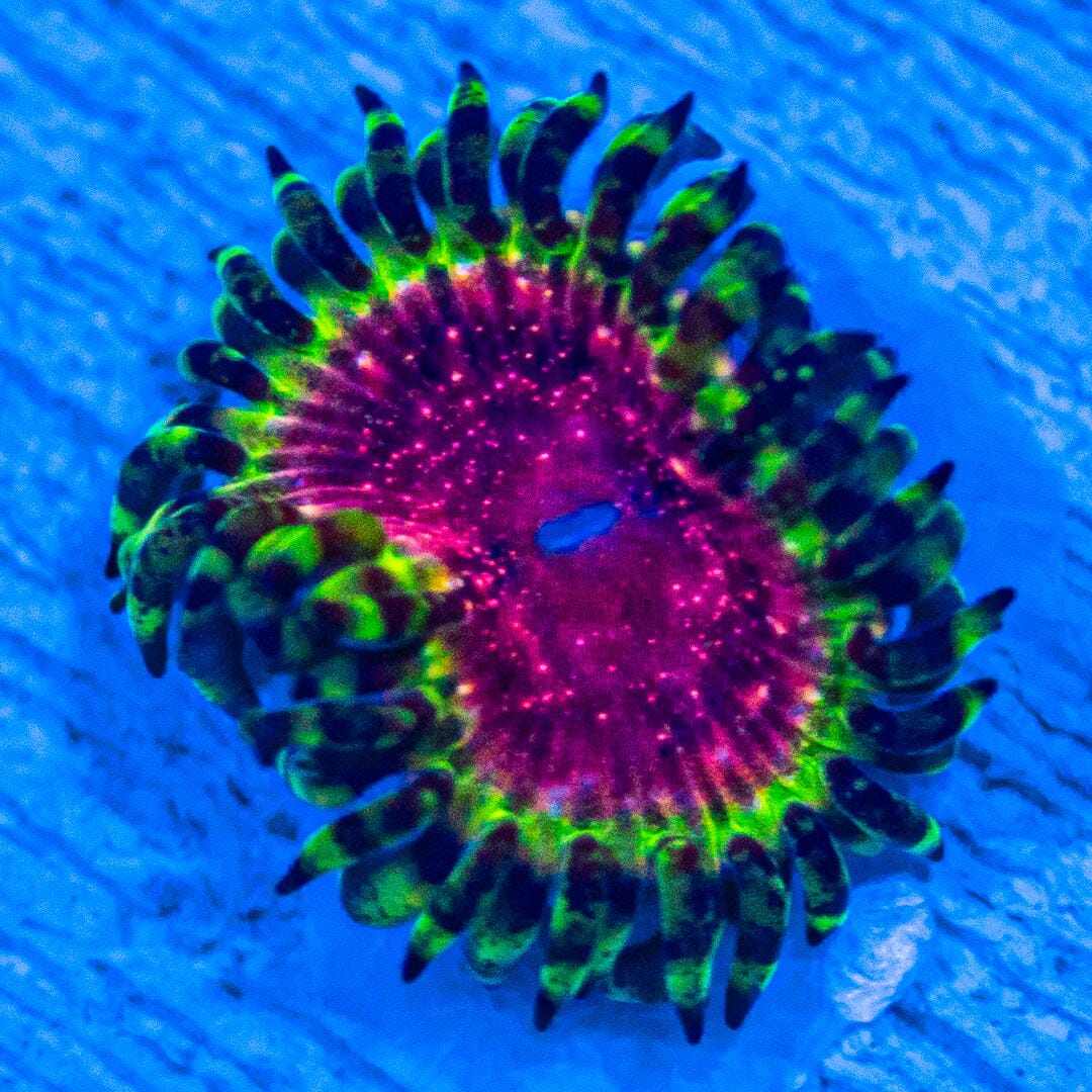 Strawberry Wine Zoanthids Soft Coral Reef Lounge USA 