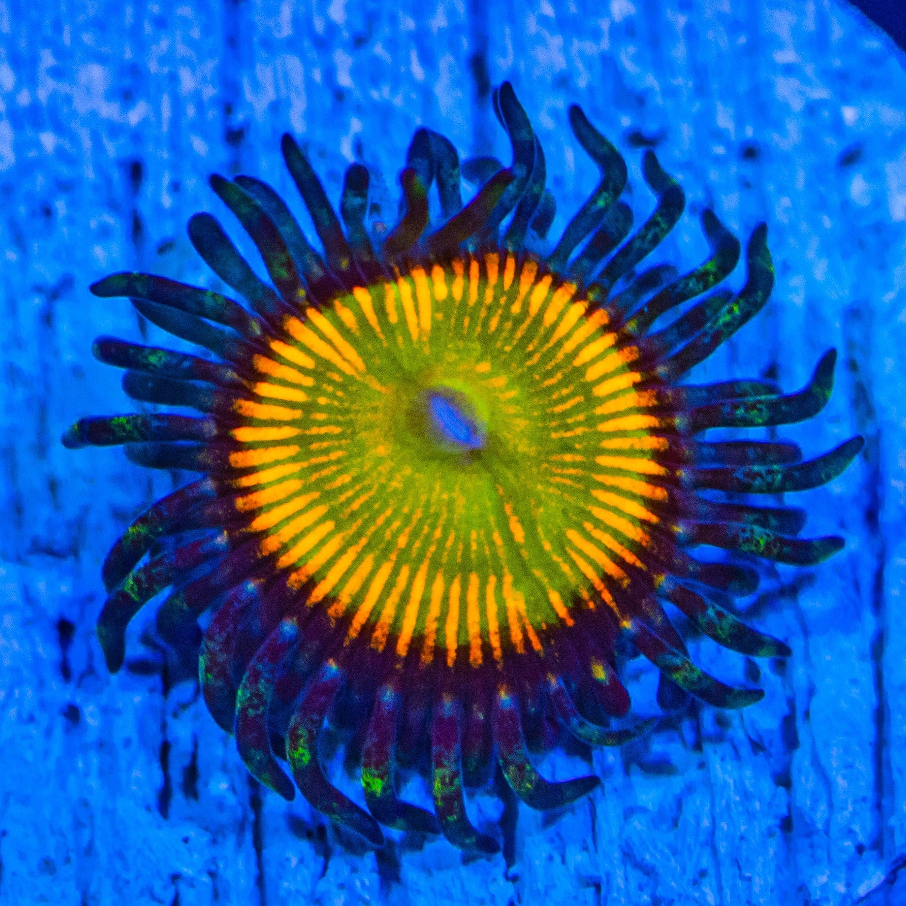 Sunny D Zoanthids Zoa Reef Lounge USA 