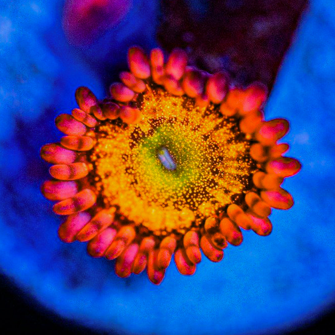 Taste of Rainbow Zoanthids Soft Coral Reef Lounge USA 