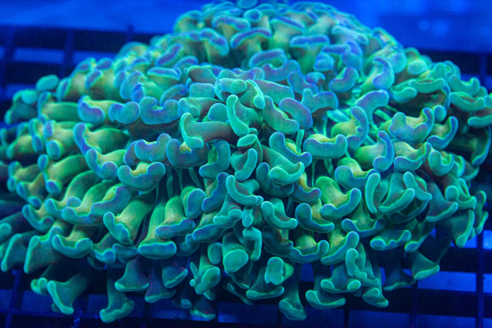 Teal Branching Hammer (1 Giant Head) - WYSIWYG Colony Reef Lounge Norco 