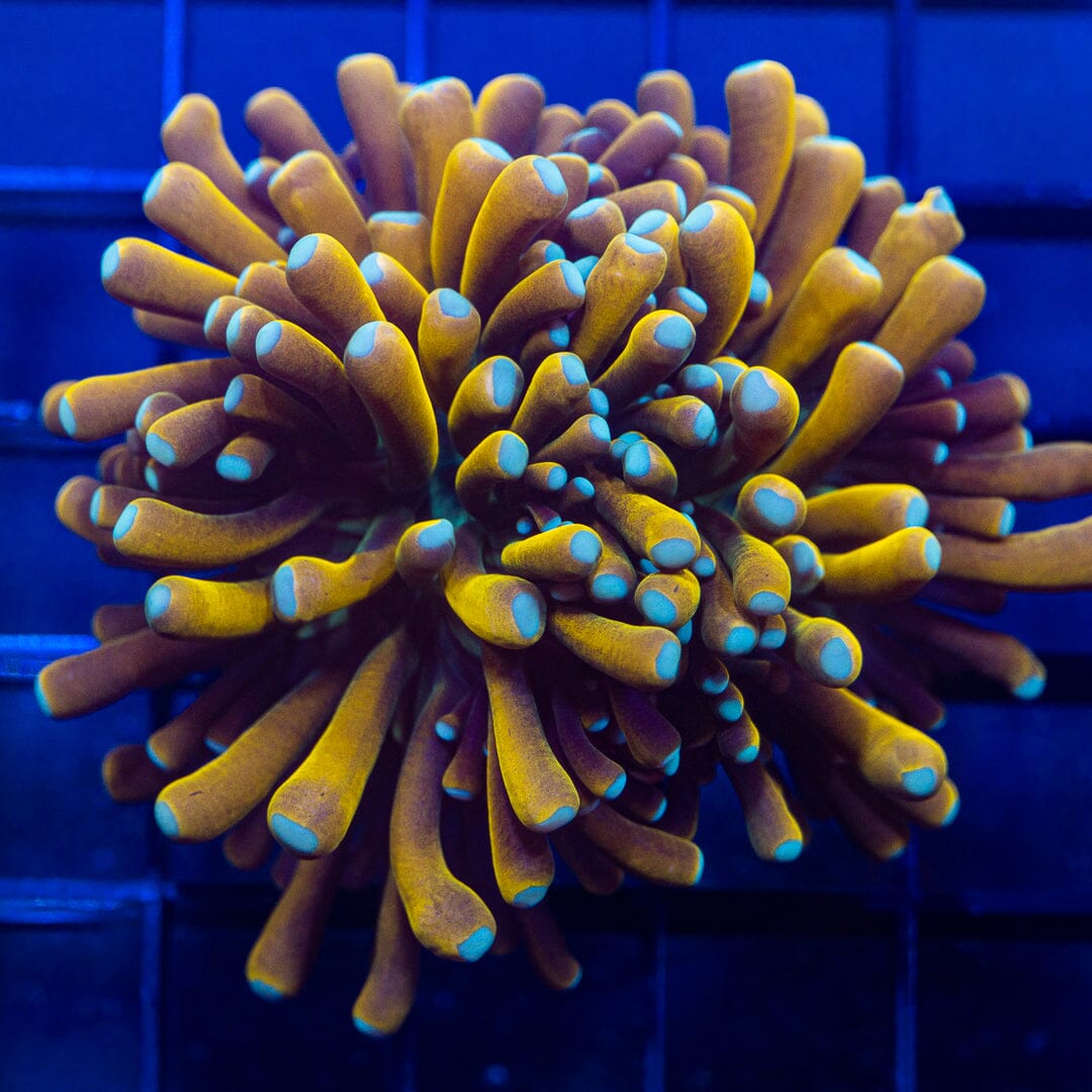 Teal Tips Pineapple Express Torch - WYSIWYG Frag [ 1 Big Head ] Reef Lounge Norco 
