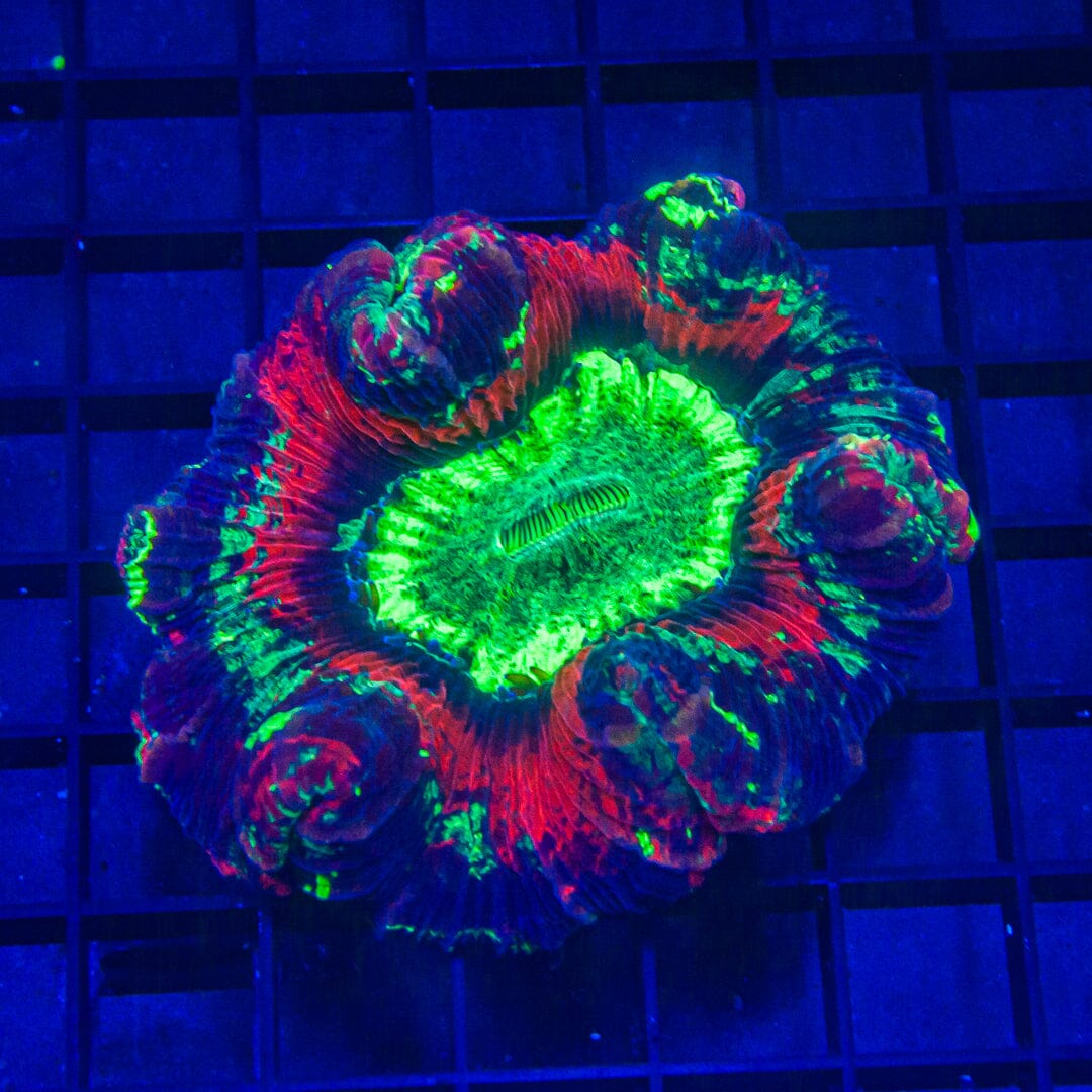 Trachy Open Brain - WYSIWYG Colony Reef Lounge Norco 