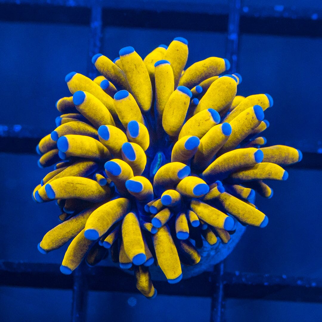 Ultra Blue Tips 24K Gold Torch - WYSIWYG Frag [ 1 Head ] Reef Lounge Norco 