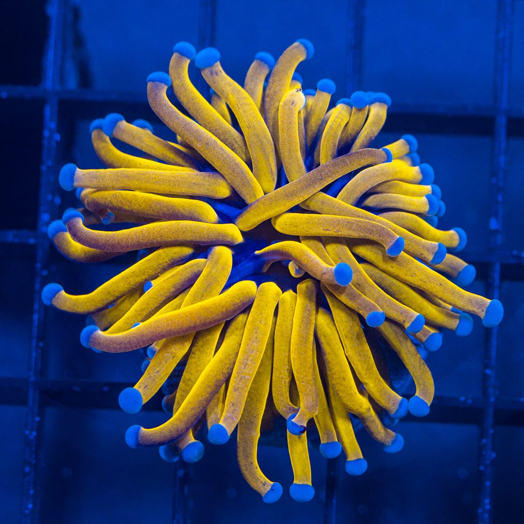 Ultra Blue Tips 24K Gold Torch - WYSIWYG Frag Reef Lounge Norco 