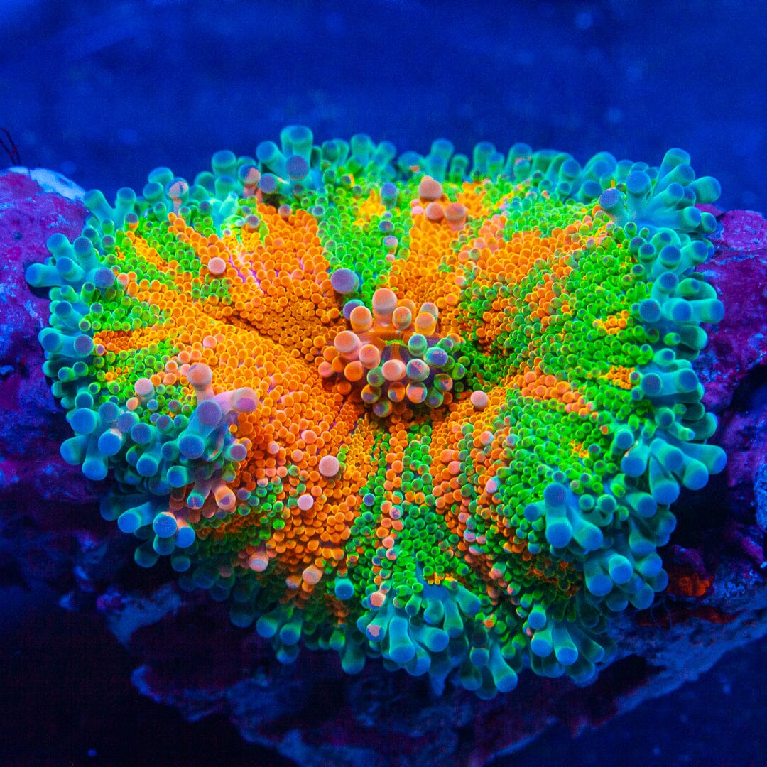 Ultra Giant Bi-Color Yuma Mushroom - WYSIWYG Rock Reef Lounge Norco 