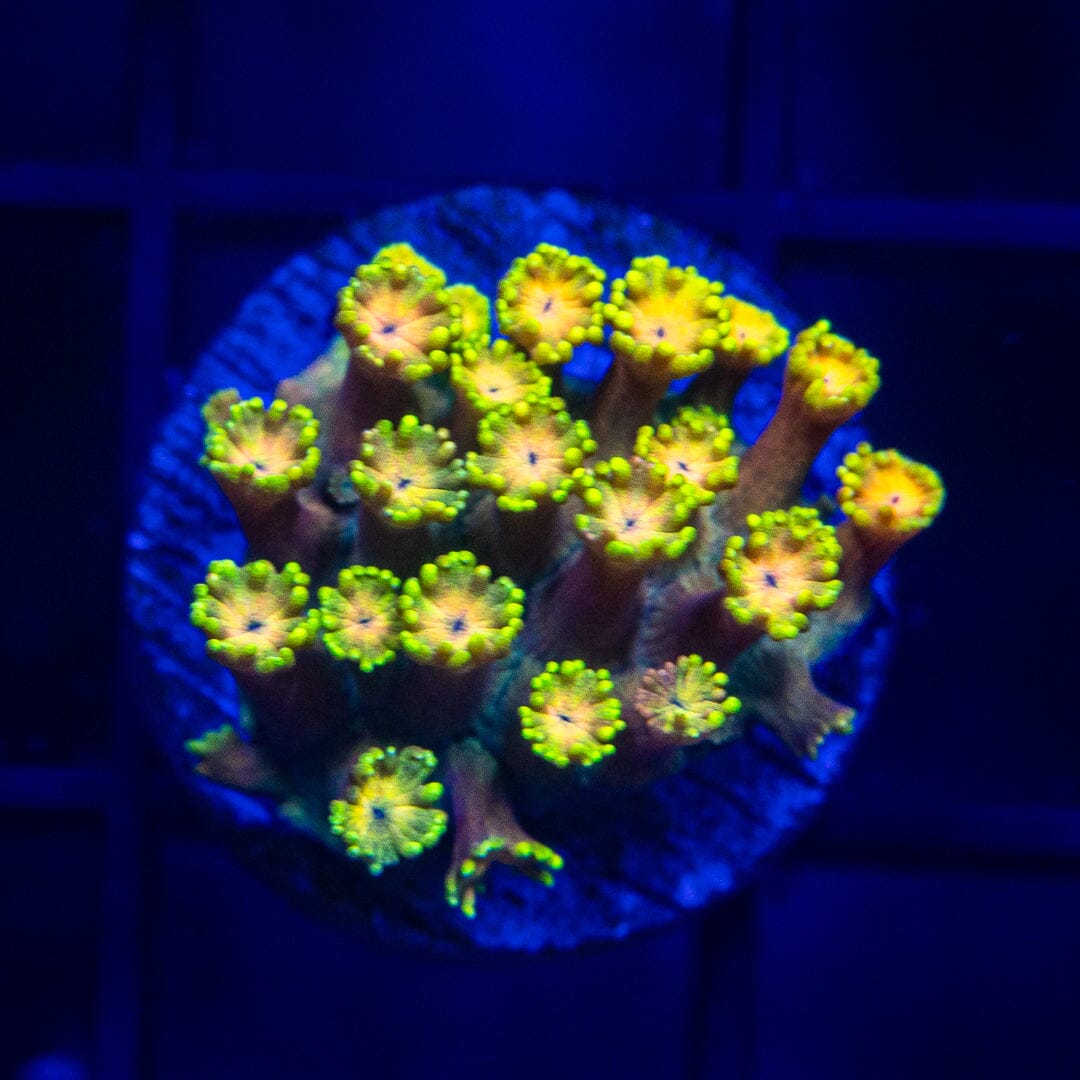 Ultra Goniopora - WYSIWYG Frag Reef Lounge Norco 