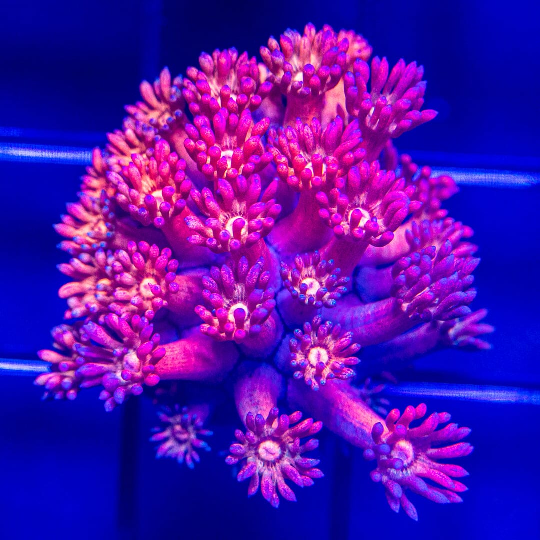 Ultra Goniopora - WYSIWYG Frag Reef Lounge Norco 
