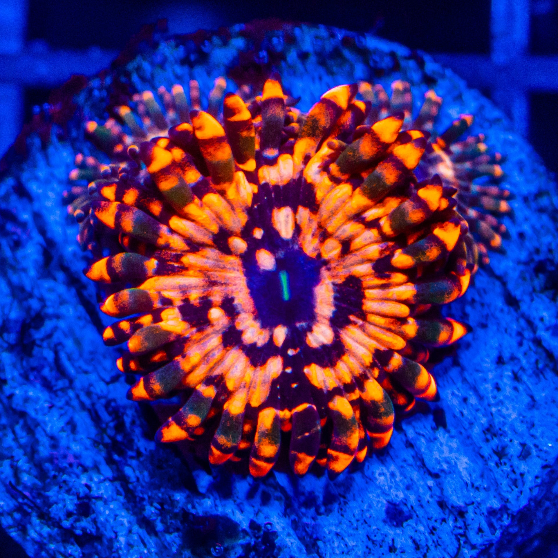 Utter Chaos Zoanthids Soft Coral Reef Lounge USA 
